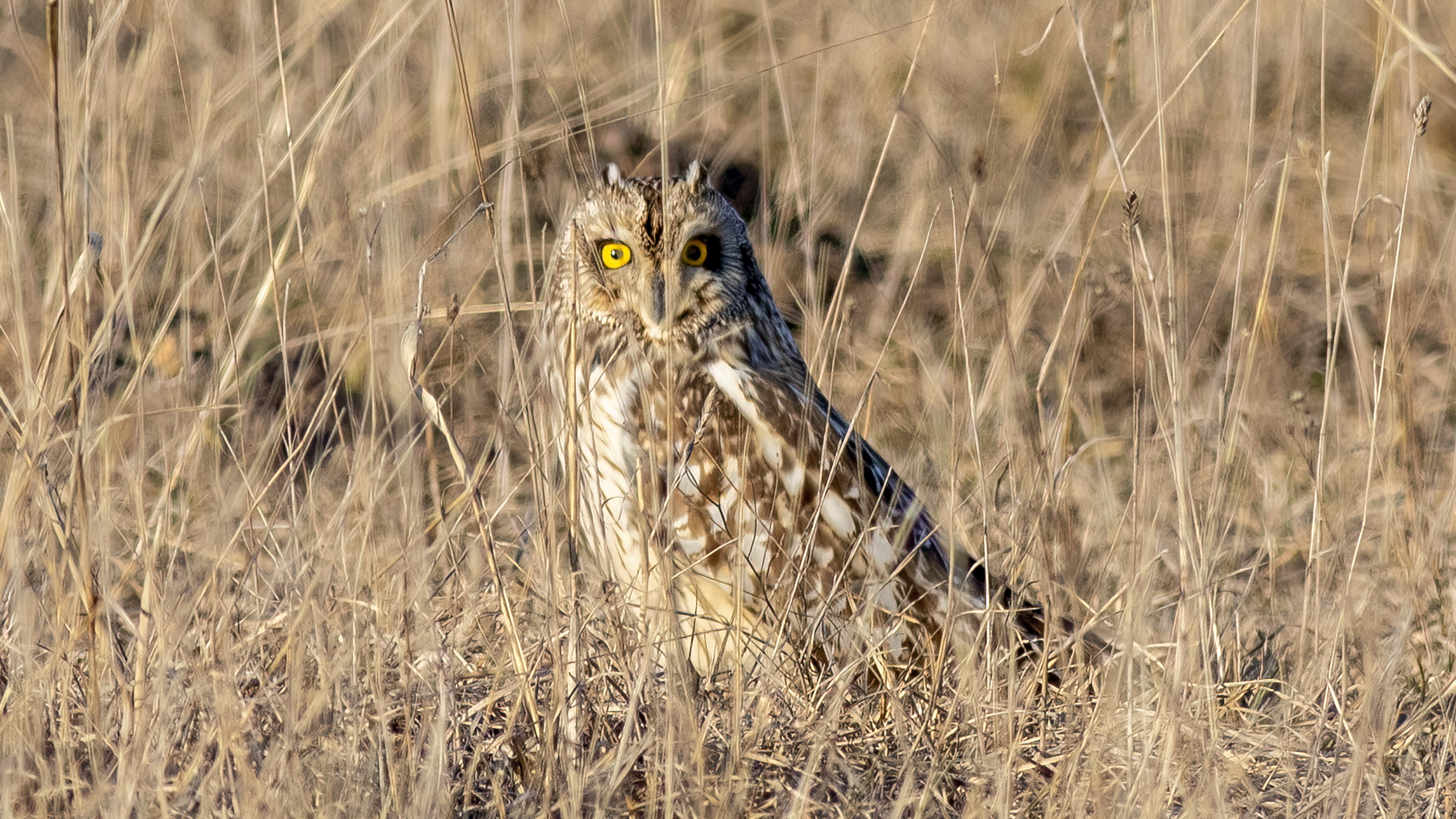 Kır baykuşu » Short-eared Owl » Asio flammeus