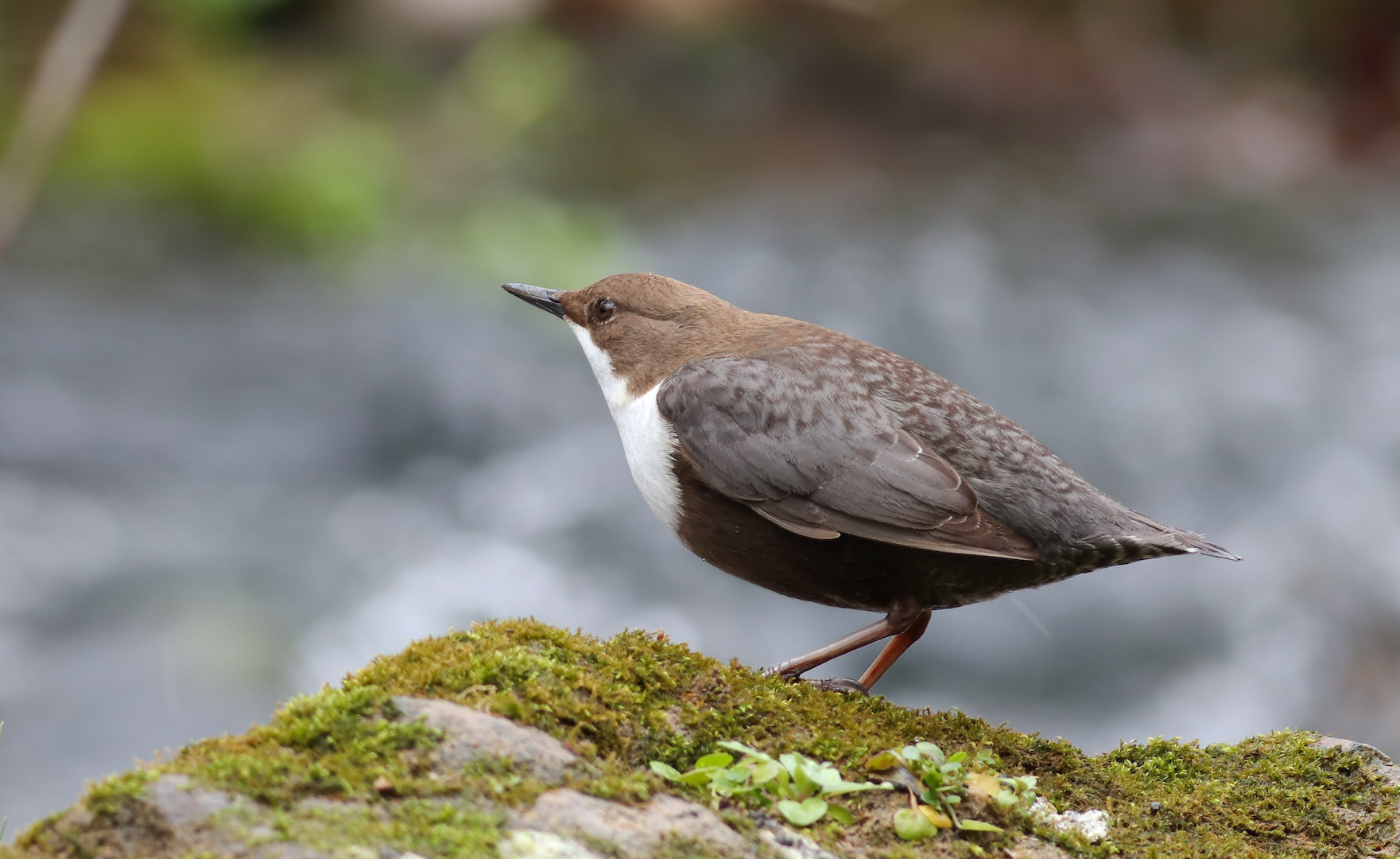 Derekuşu » White-throated Dipper » Cinclus cinclus