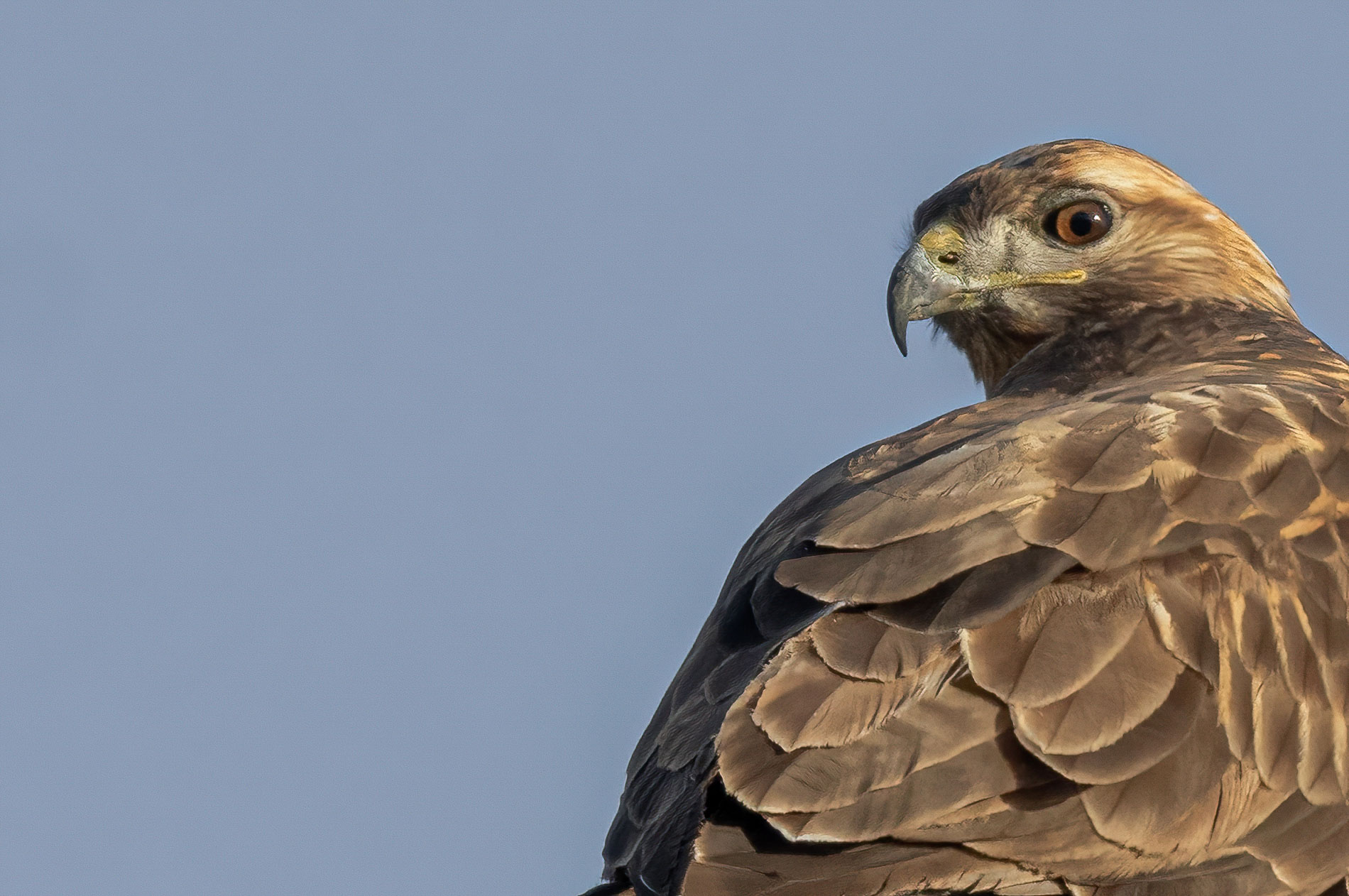 Kızıl şahin » Long-legged Buzzard » Buteo rufinus