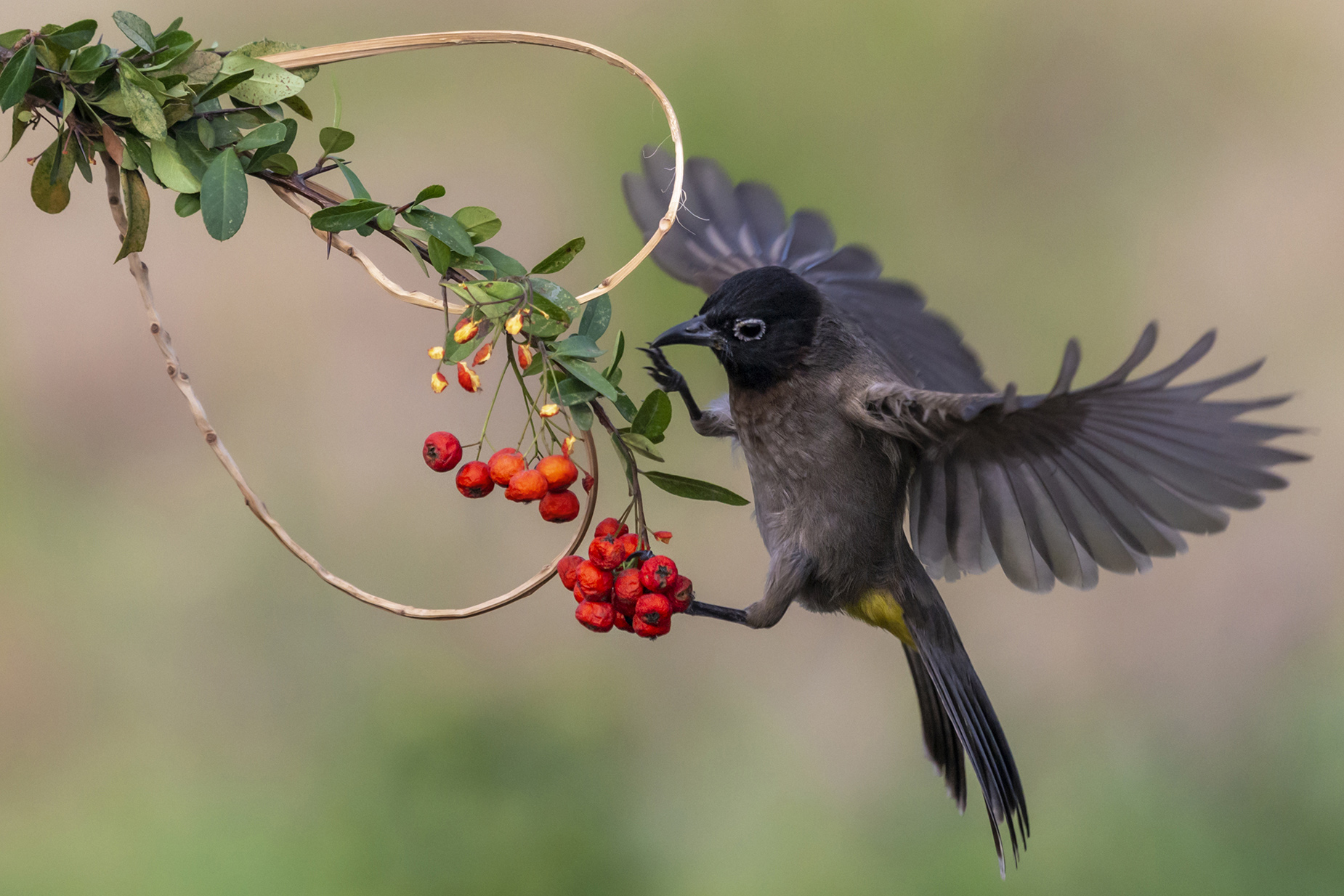 Arapbülbülü » White-spectacled Bulbul » Pycnonotus xanthopygos