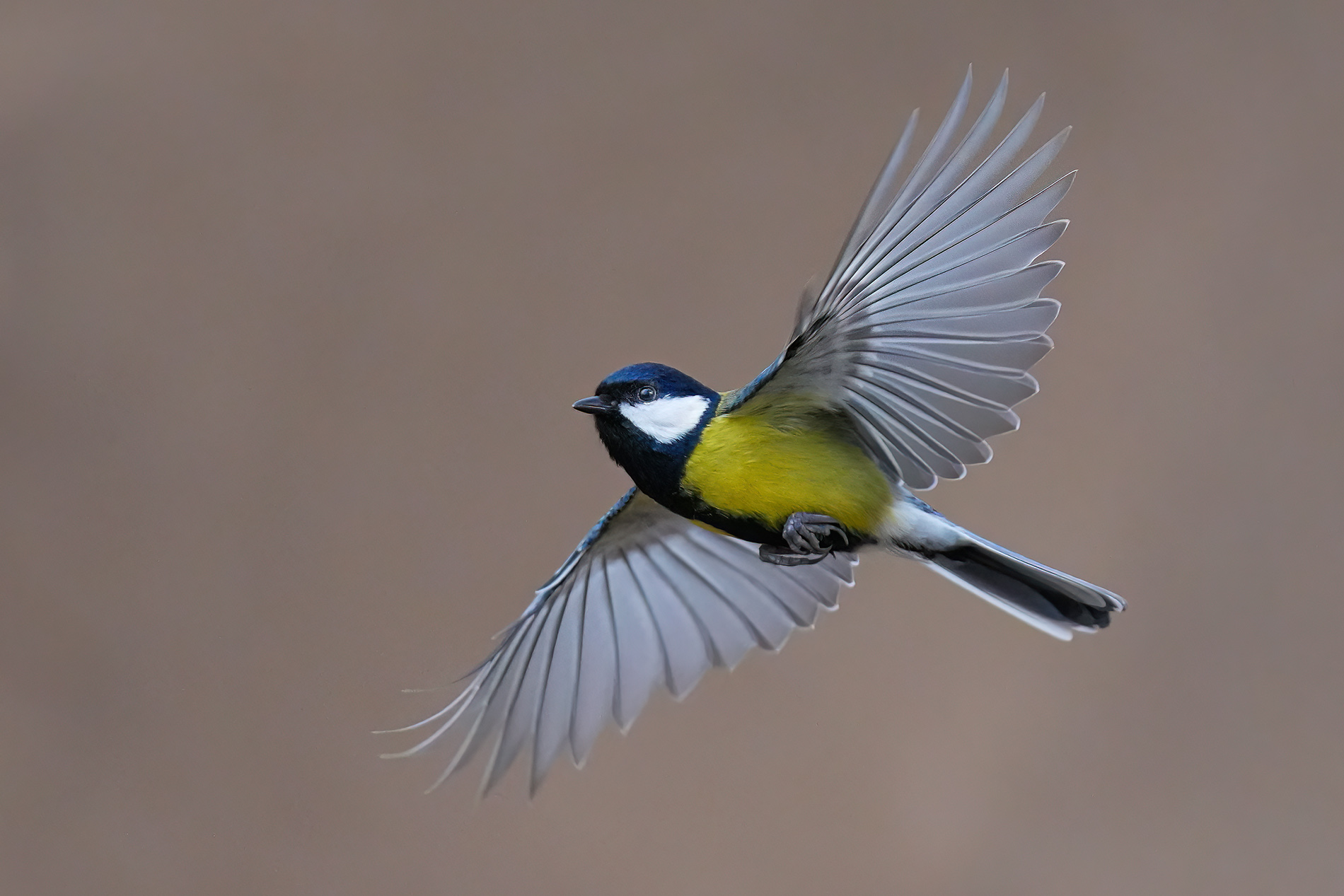 Büyük baştankara » Great Tit » Parus major