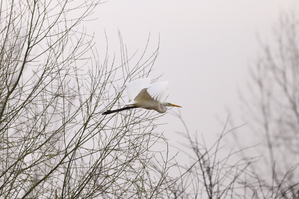 Büyük ak balıkçıl » Great Egret » Ardea alba