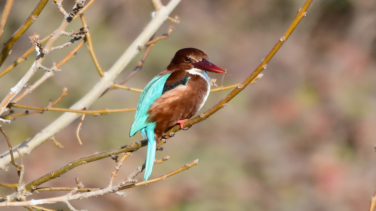 İzmir yalıçapkını » White-throated Kingfisher » Halcyon smyrnensis