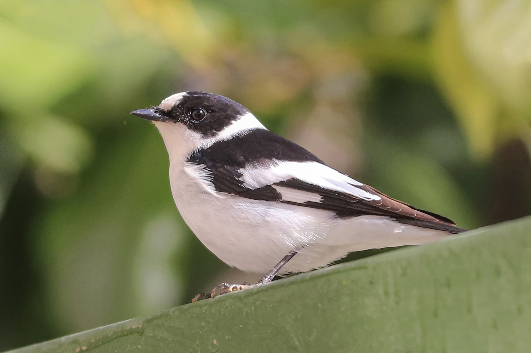 Halkalı sinekkapan » Collared Flycatcher » Ficedula albicollis
