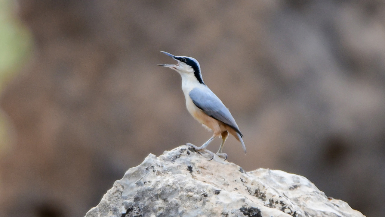 Büyük kaya sıvacısı » Eastern Rock Nuthatch » Sitta tephronota