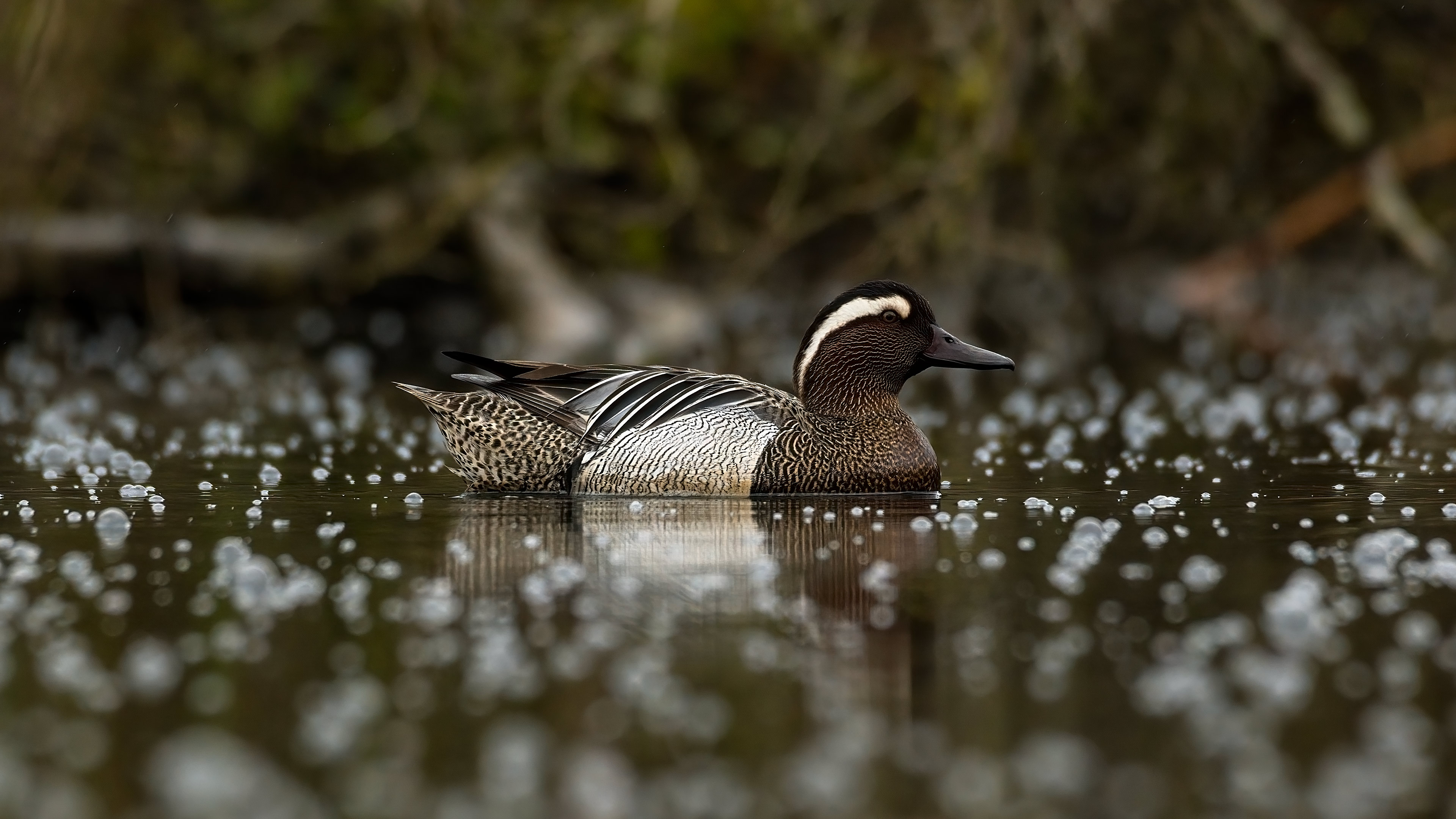 Çıkrıkçın » Garganey » Spatula querquedula