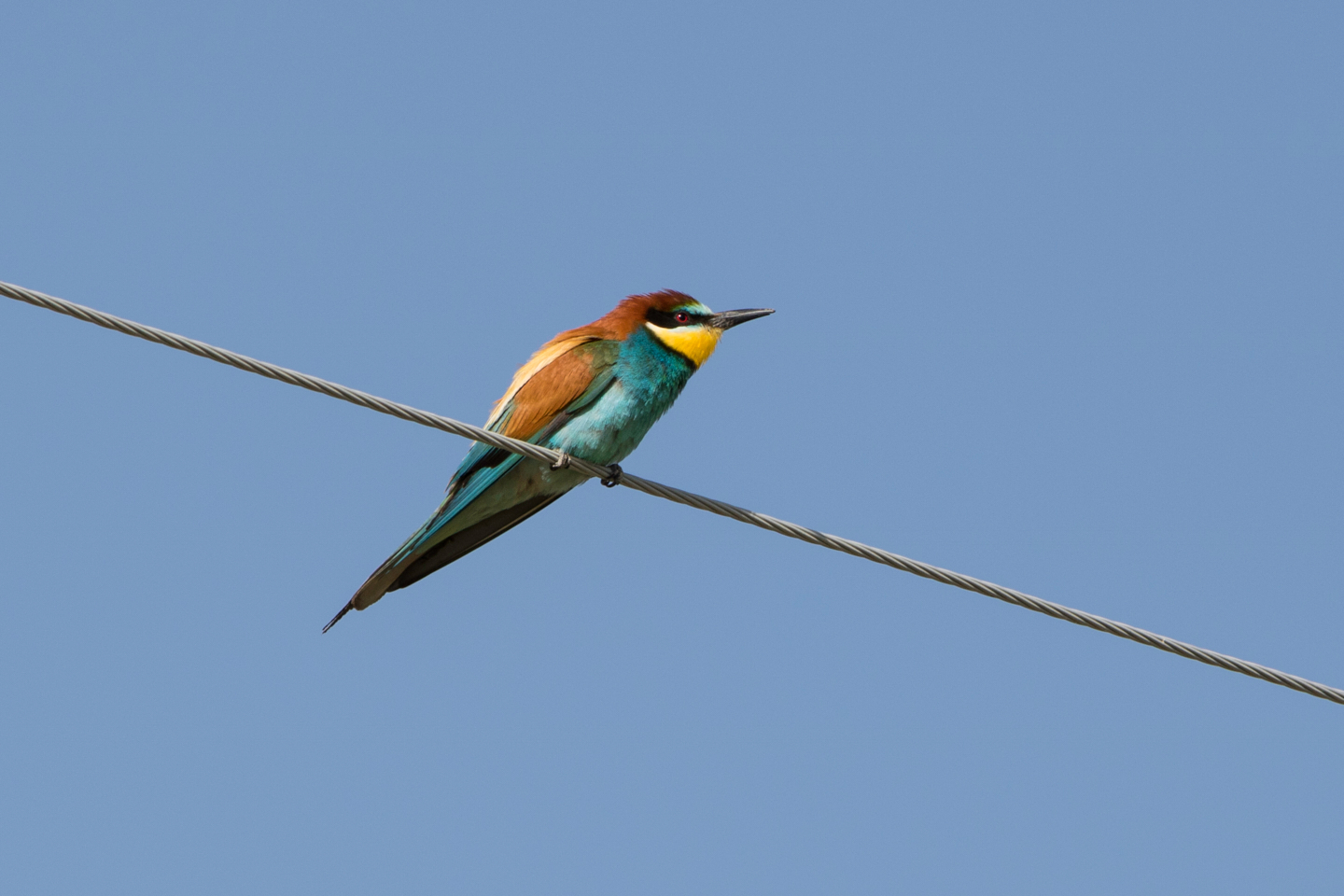 Arıkuşu » European Bee-eater » Merops apiaster
