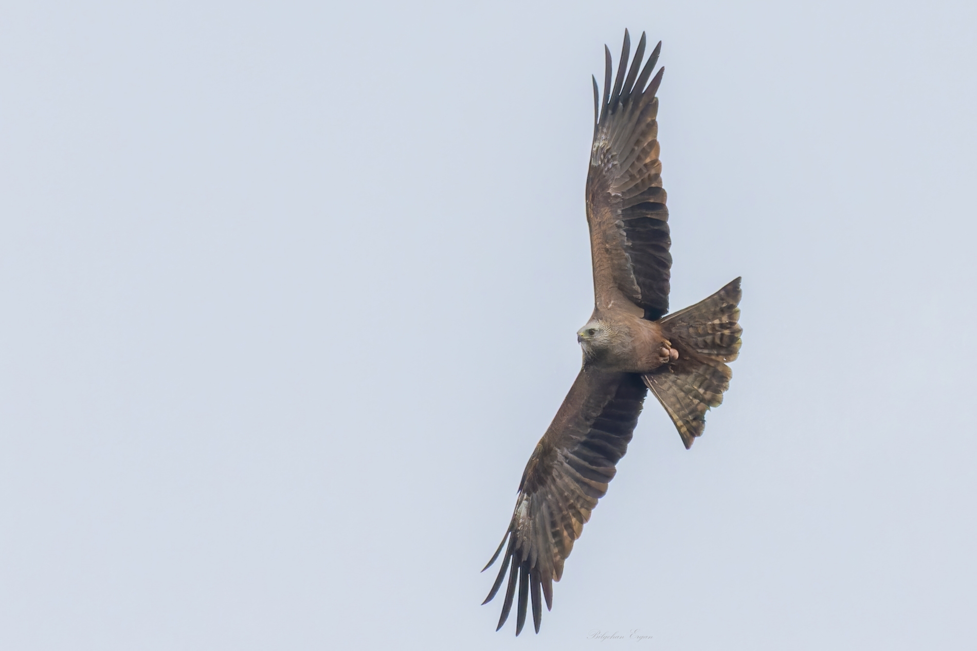 Kara çaylak » Black Kite » Milvus migrans