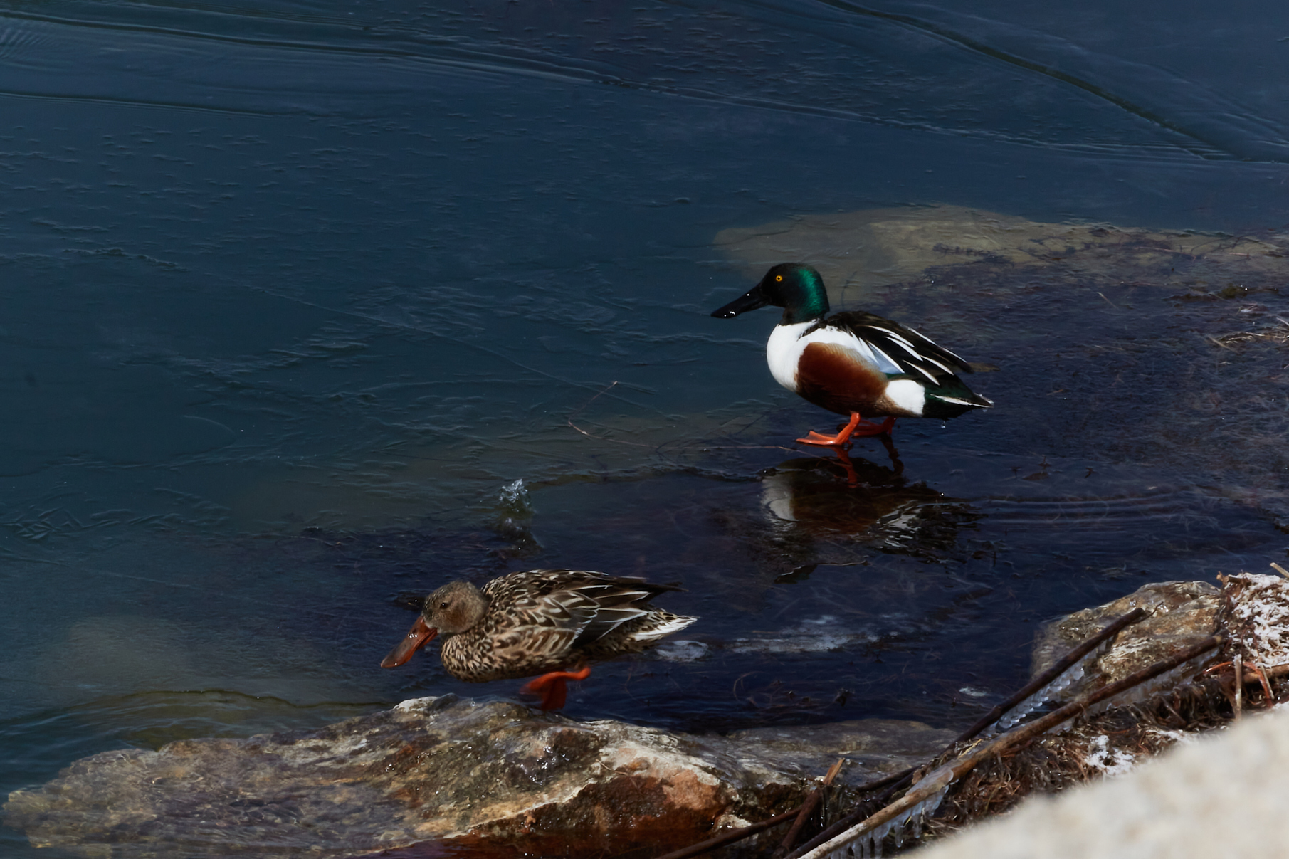 Kaşıkgaga » Northern Shoveler » Spatula clypeata