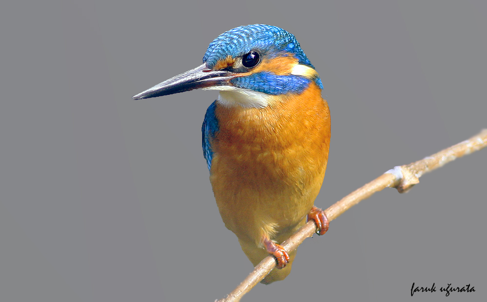 Yalıçapkını » Common Kingfisher » Alcedo atthis