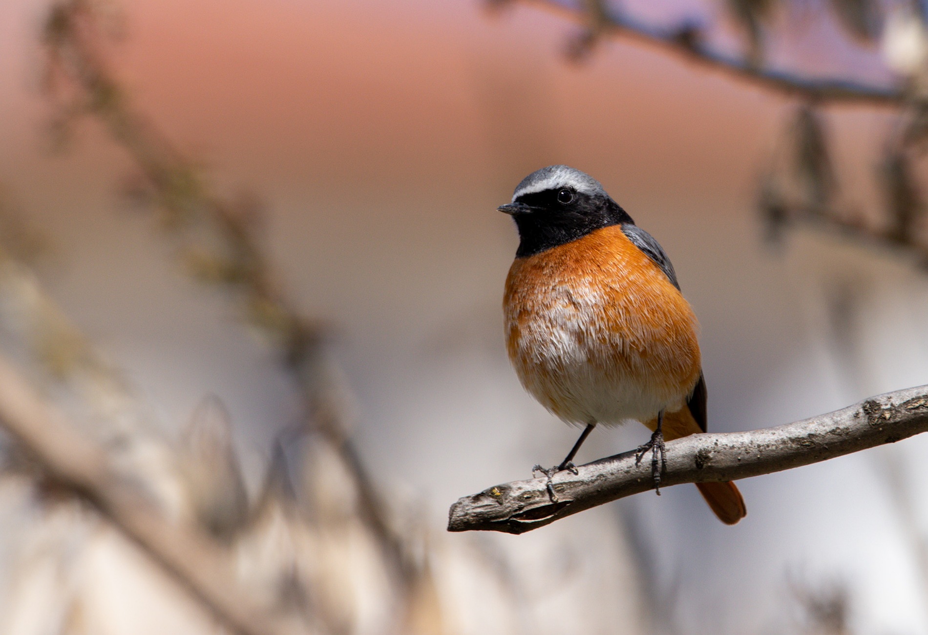 Kızılkuyruk » Common Redstart » Phoenicurus phoenicurus