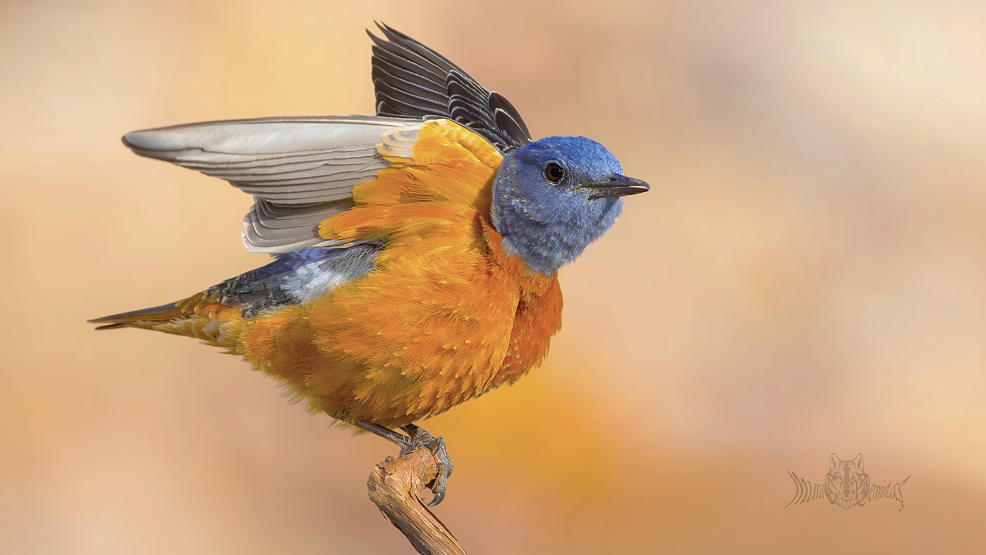 Taşkızılı » Common Rock Thrush » Monticola saxatilis