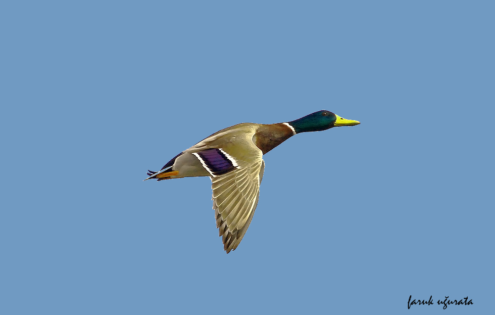 Yeşilbaş » Mallard » Anas platyrhynchos