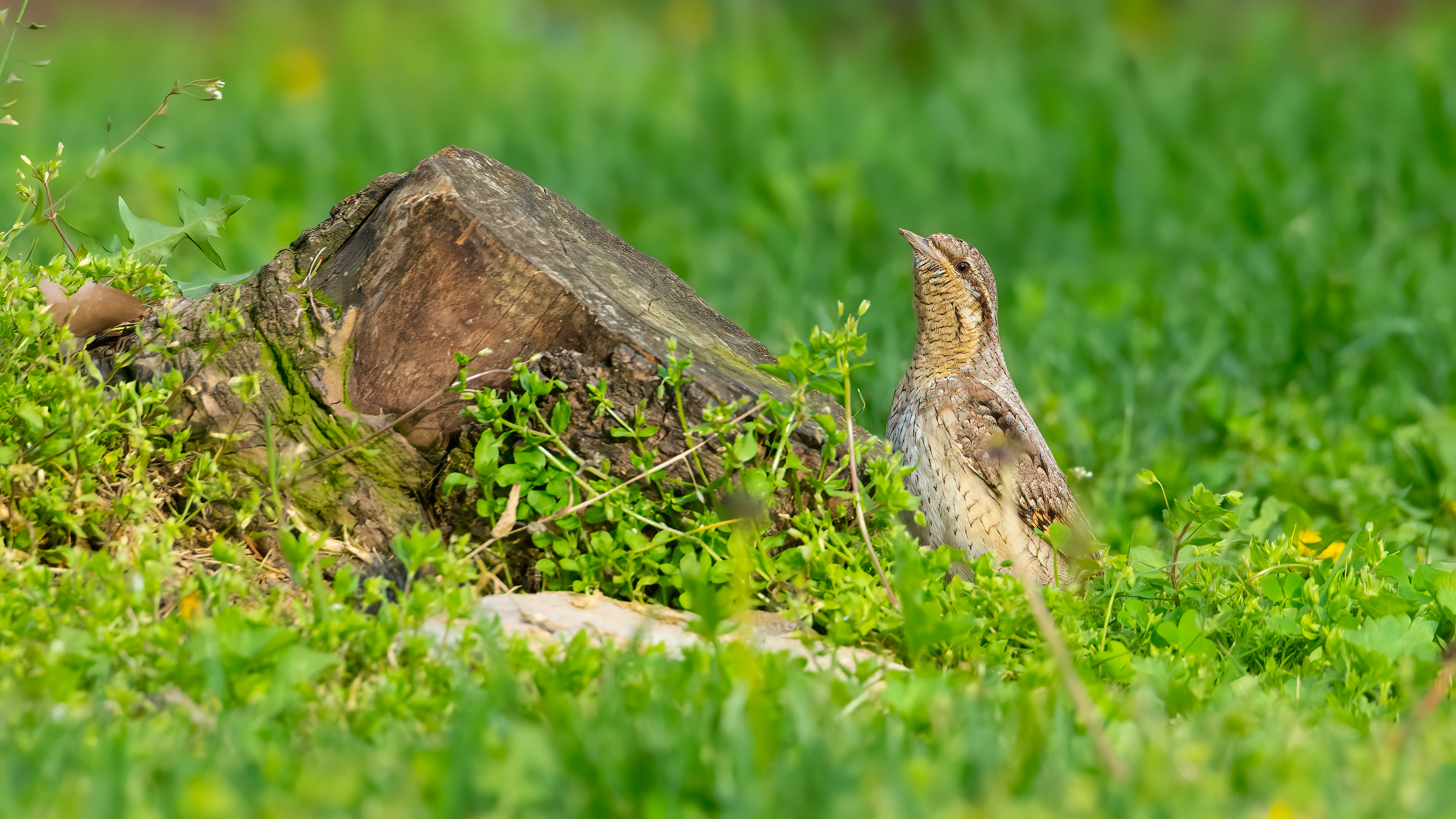 Boyunçeviren » Eurasian Wryneck » Jynx torquilla