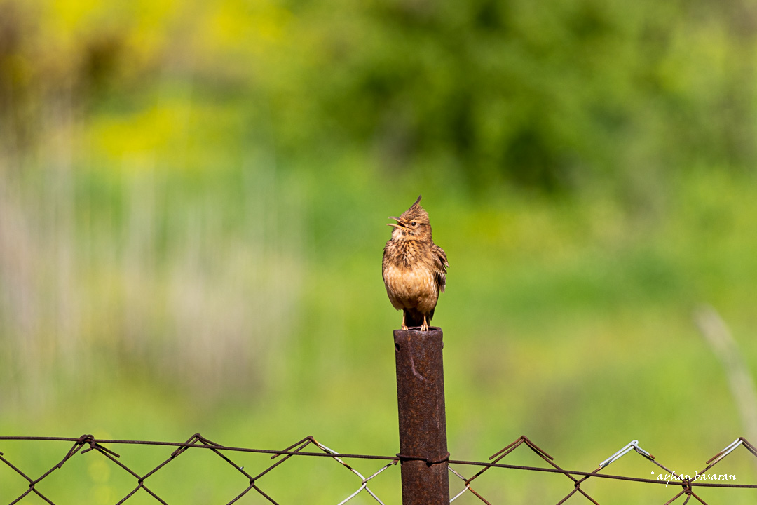 Tepeli toygar » Crested Lark » Galerida cristata