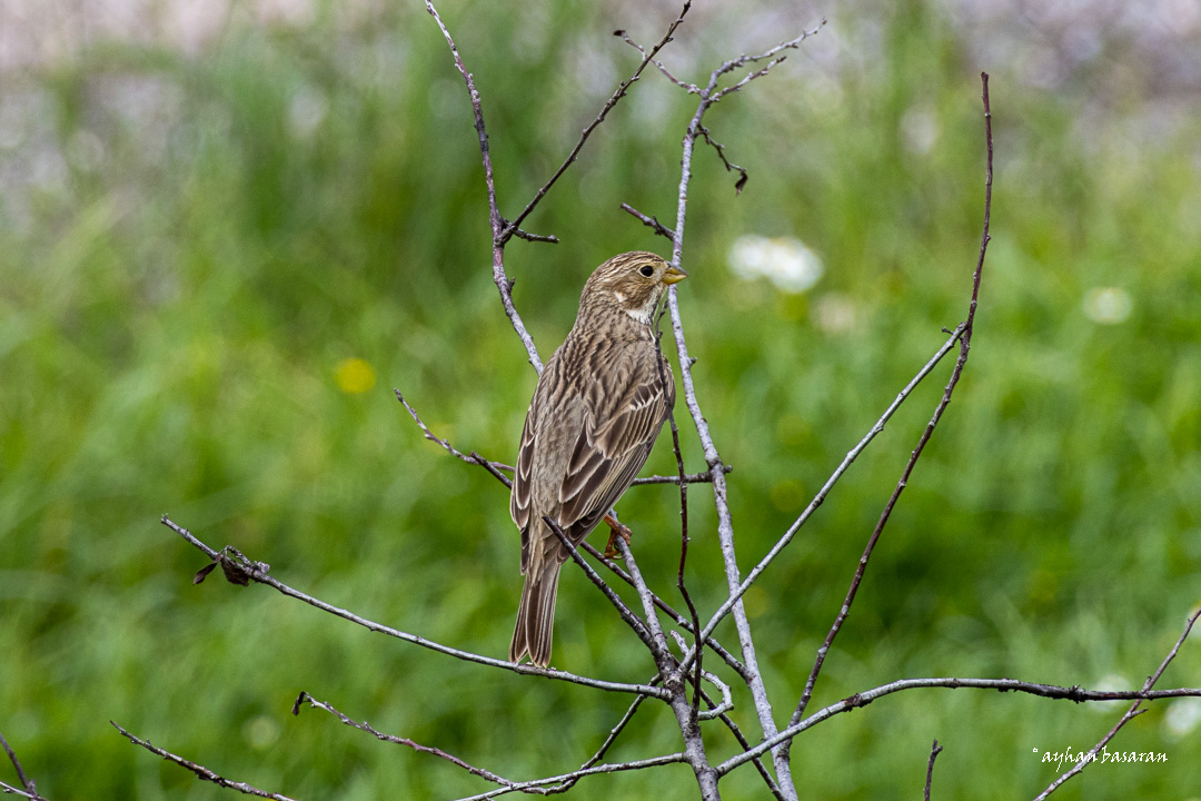 Tarla kirazkuşu » Corn Bunting » Emberiza calandra