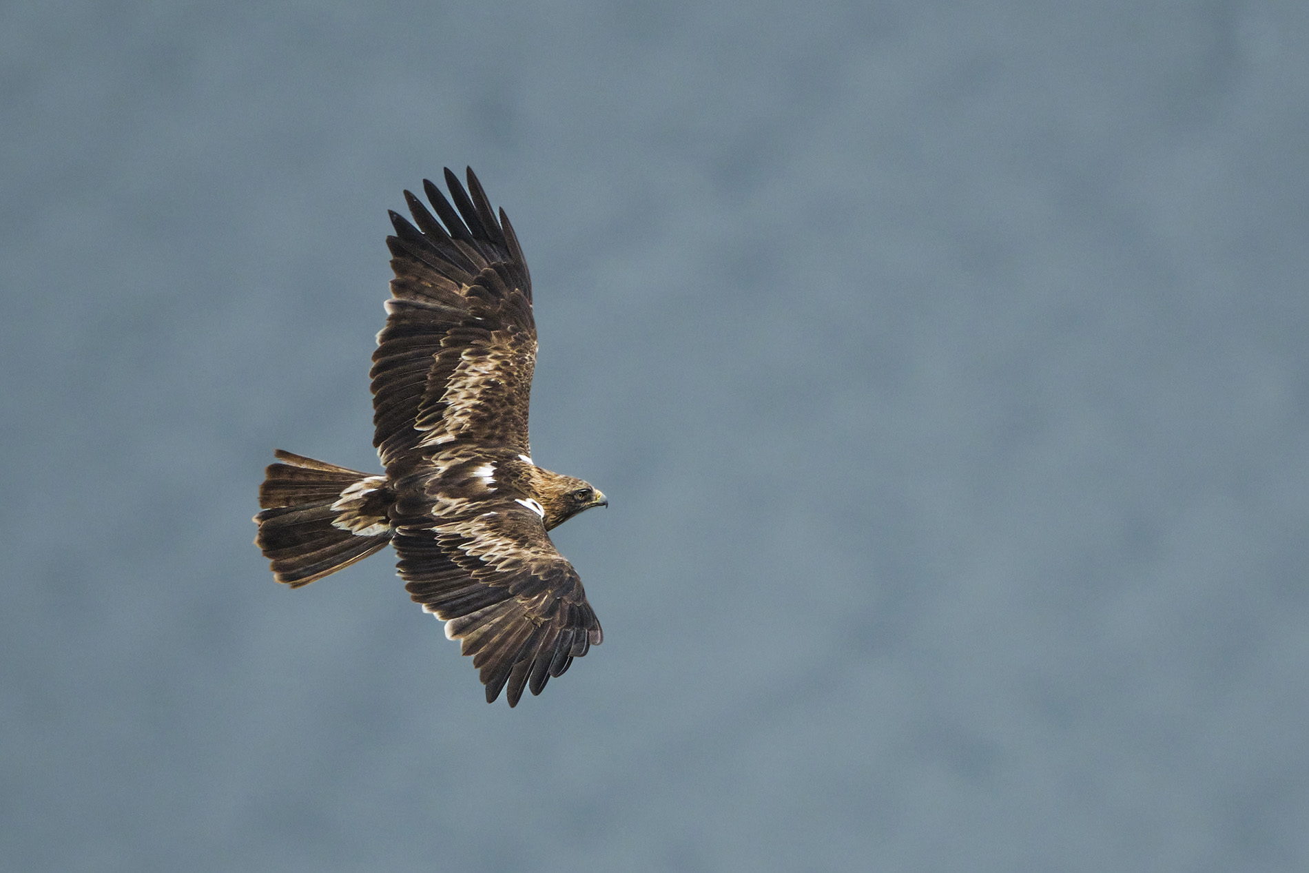 Küçük kartal » Booted Eagle » Hieraaetus pennatus