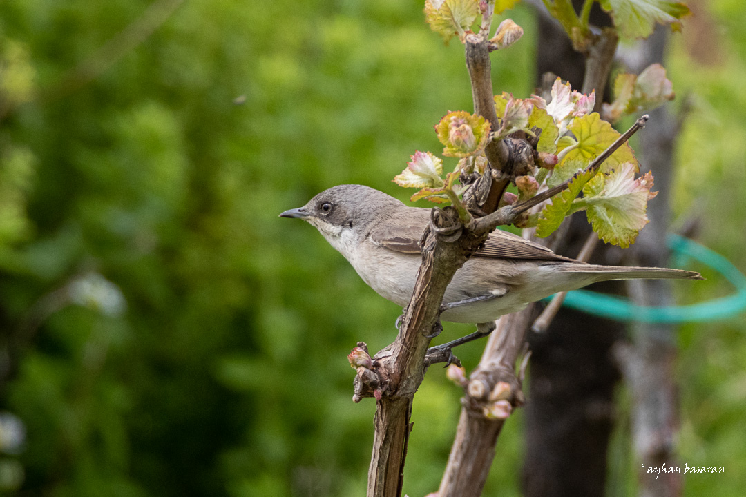 Küçük akgerdanlı ötleğen » Lesser Whitethroat » Sylvia curruca