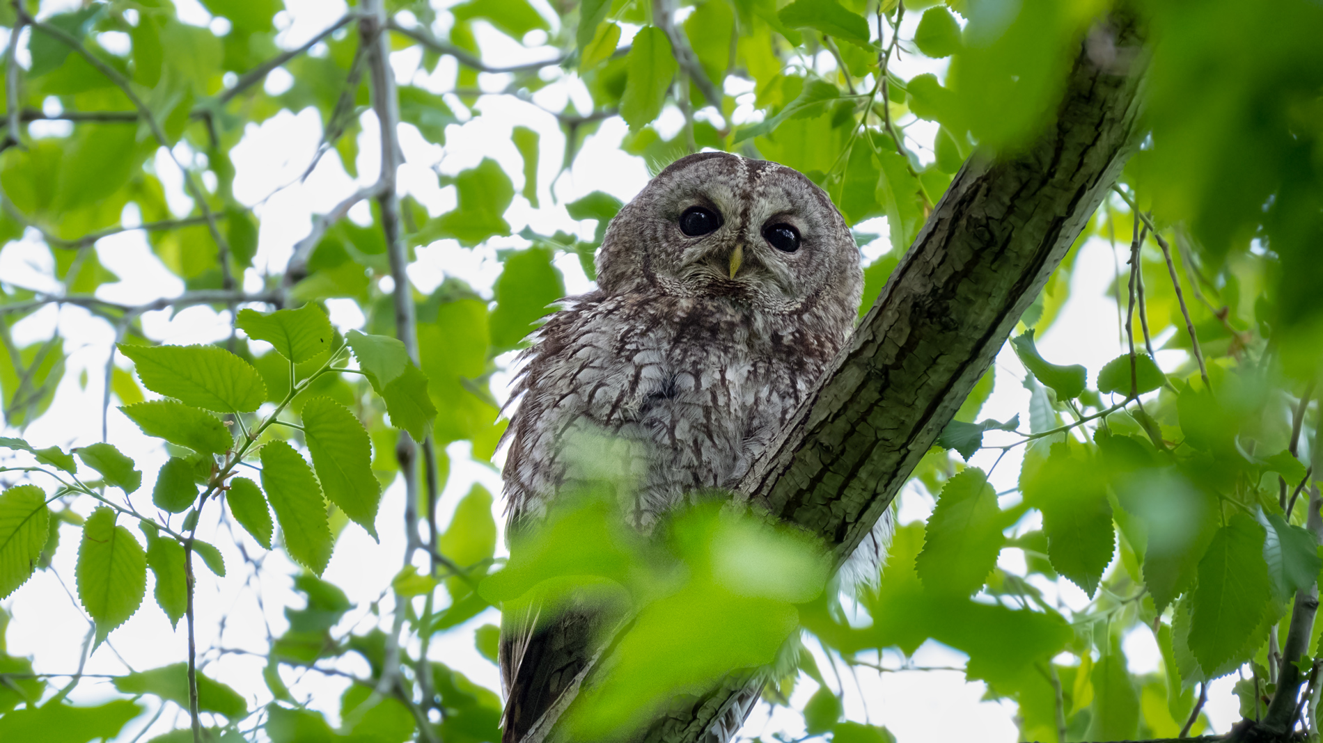 Alaca baykuş » Tawny Owl » Strix aluco