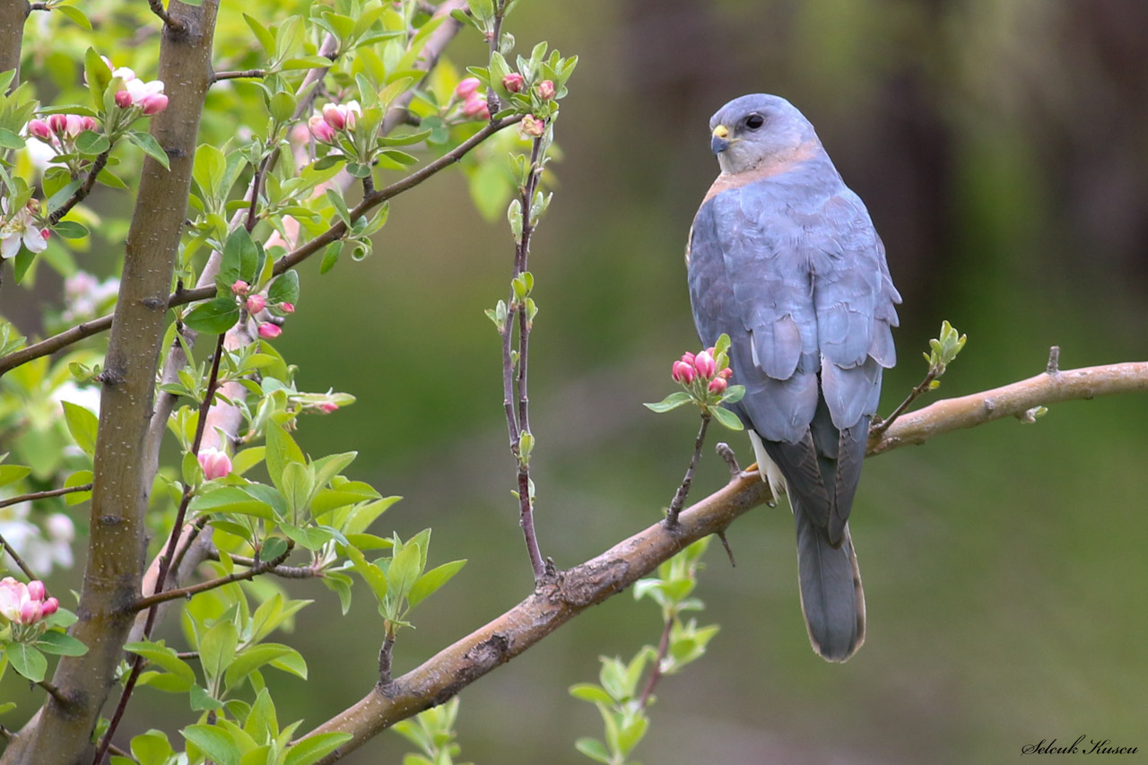 Yaz atmacası » Levant Sparrowhawk » Tachyspiza brevipes