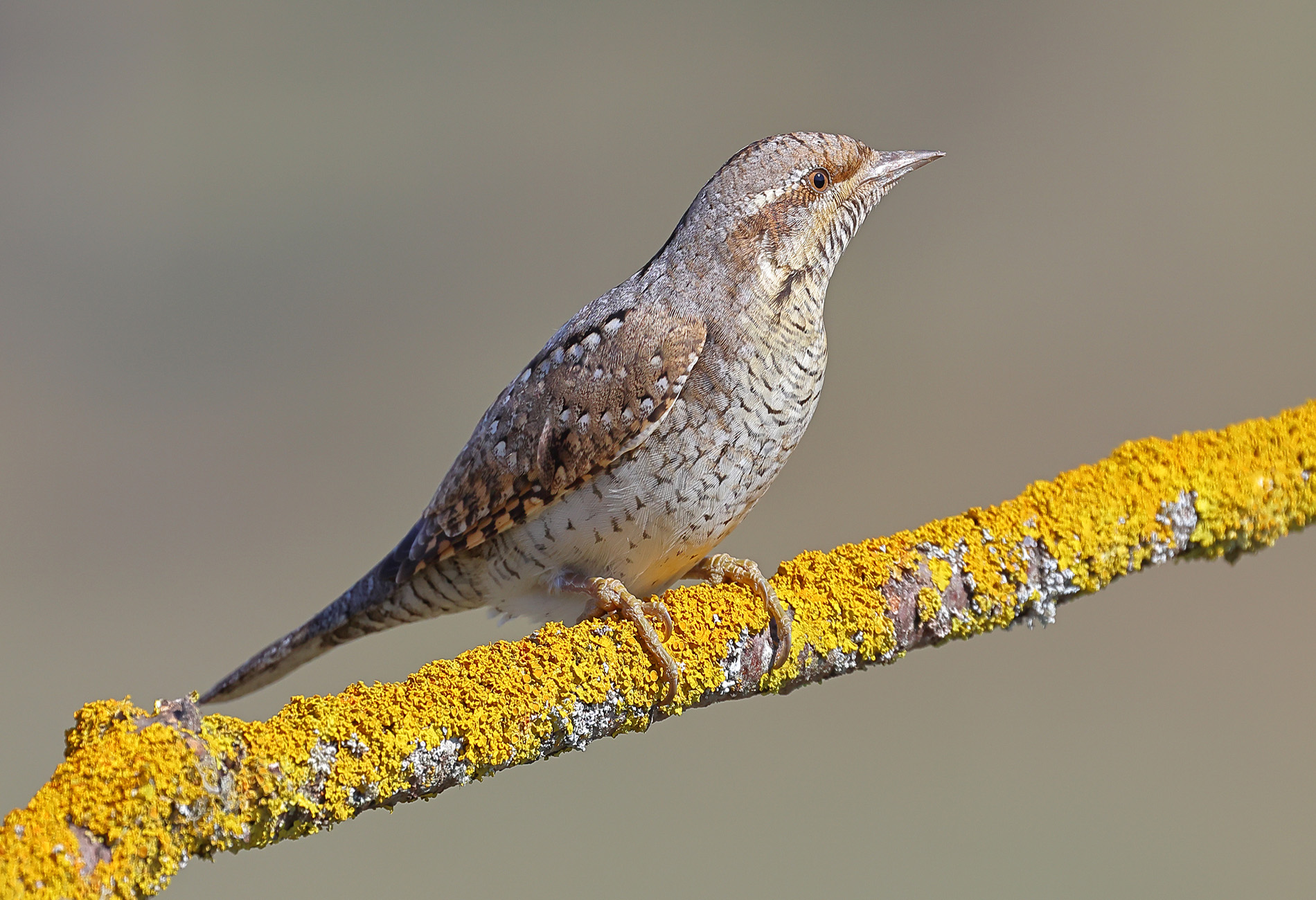 Boyunçeviren » Eurasian Wryneck » Jynx torquilla