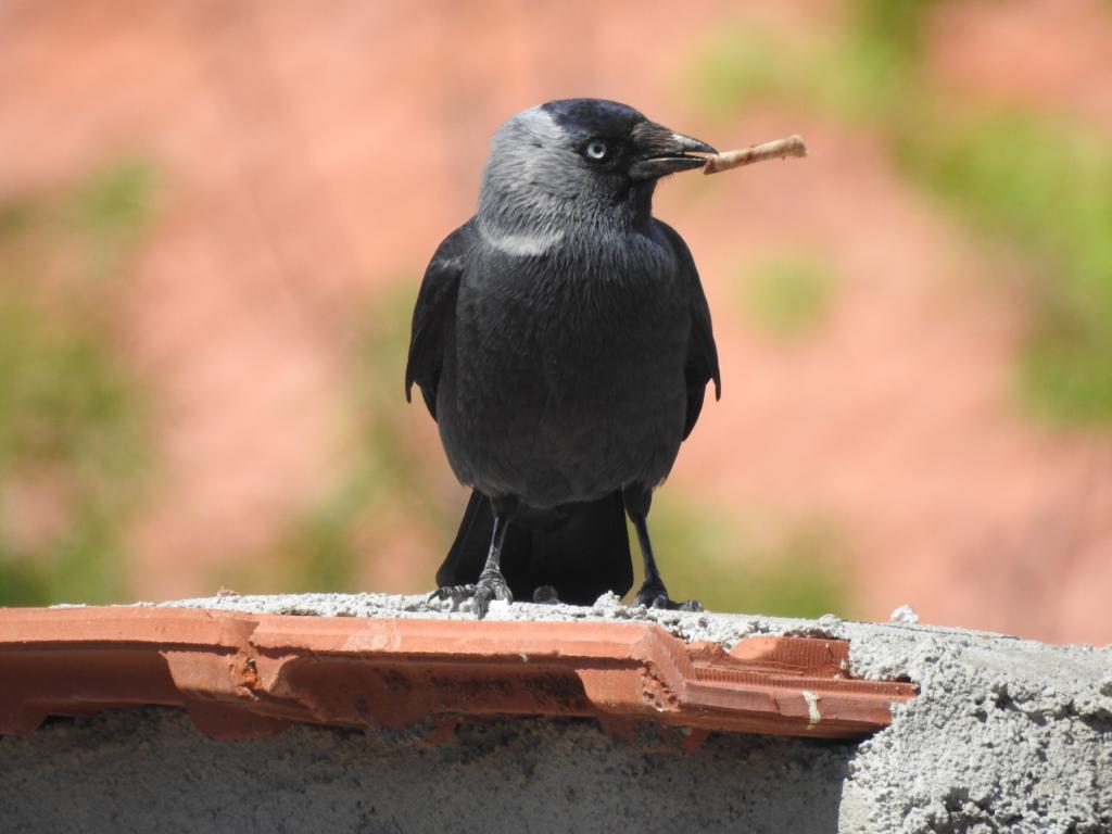 Küçük karga » Western Jackdaw » Coloeus monedula