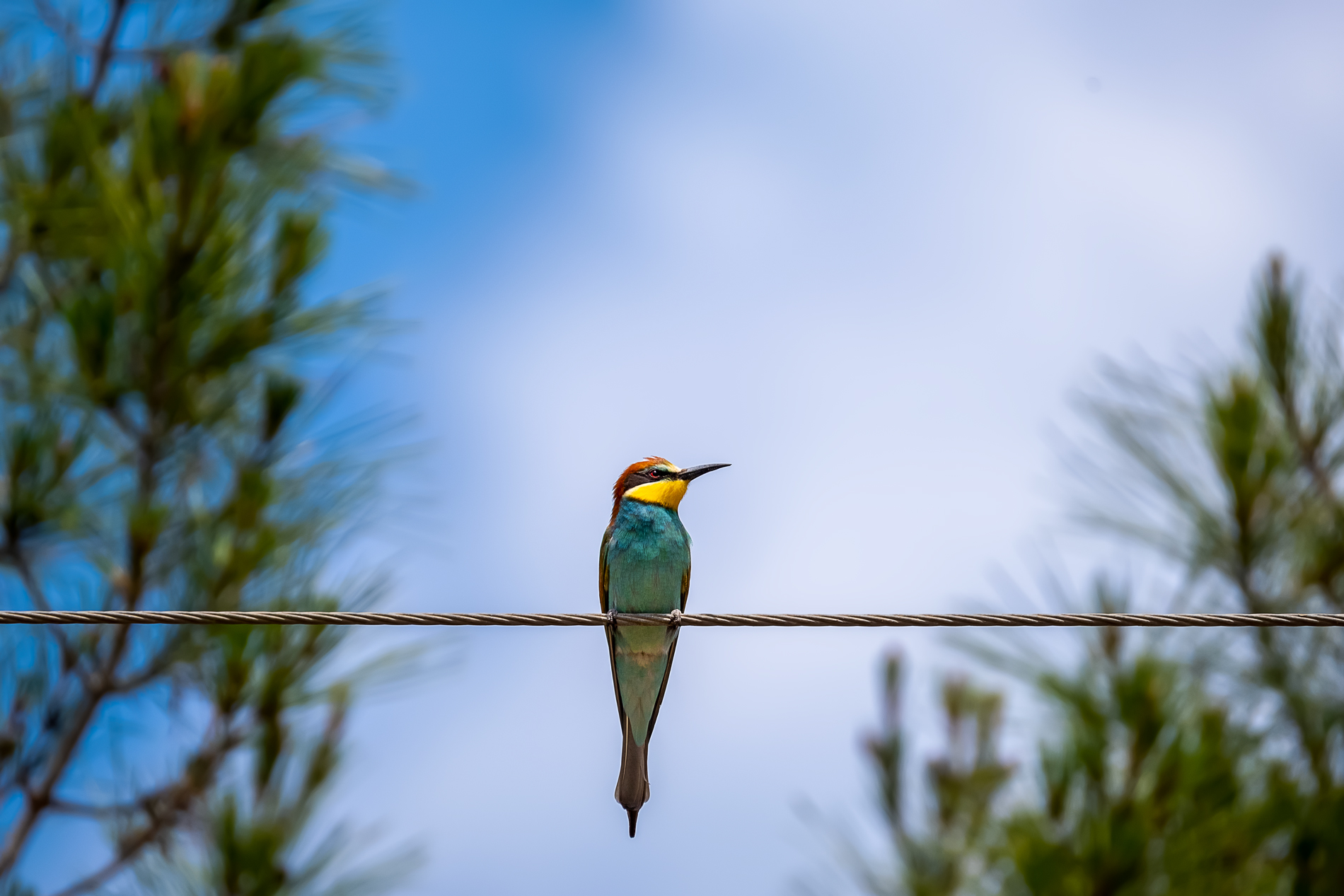 Arıkuşu » European Bee-eater » Merops apiaster