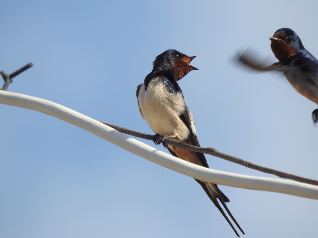 Kır kırlangıcı » Barn Swallow » Hirundo rustica