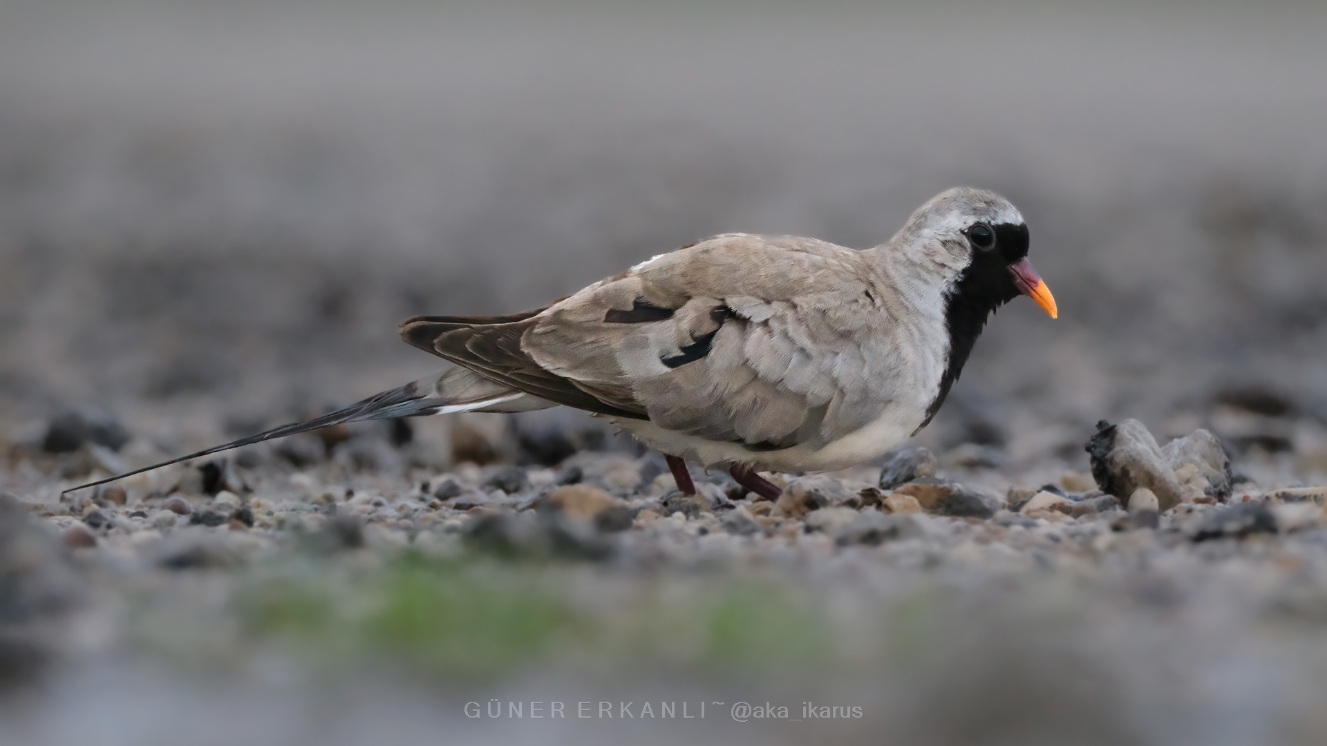 Kap kumrusu » Namaqua Dove » Oena capensis