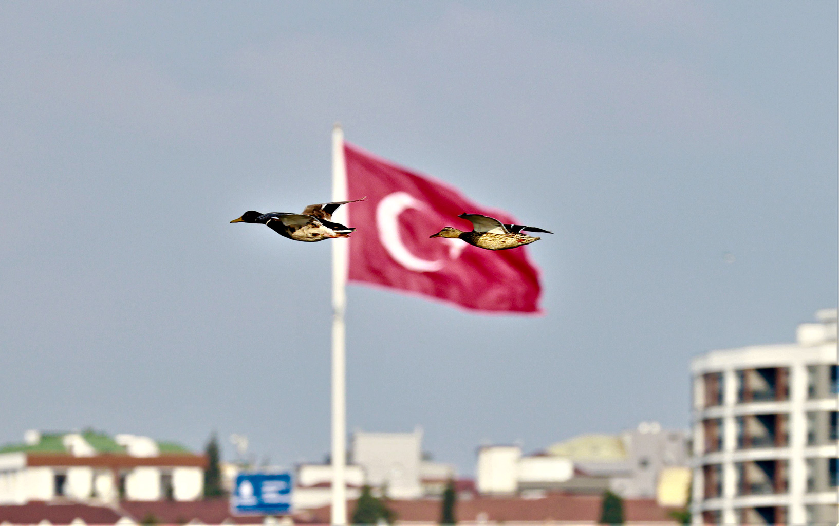 Yeşilbaş » Mallard » Anas platyrhynchos