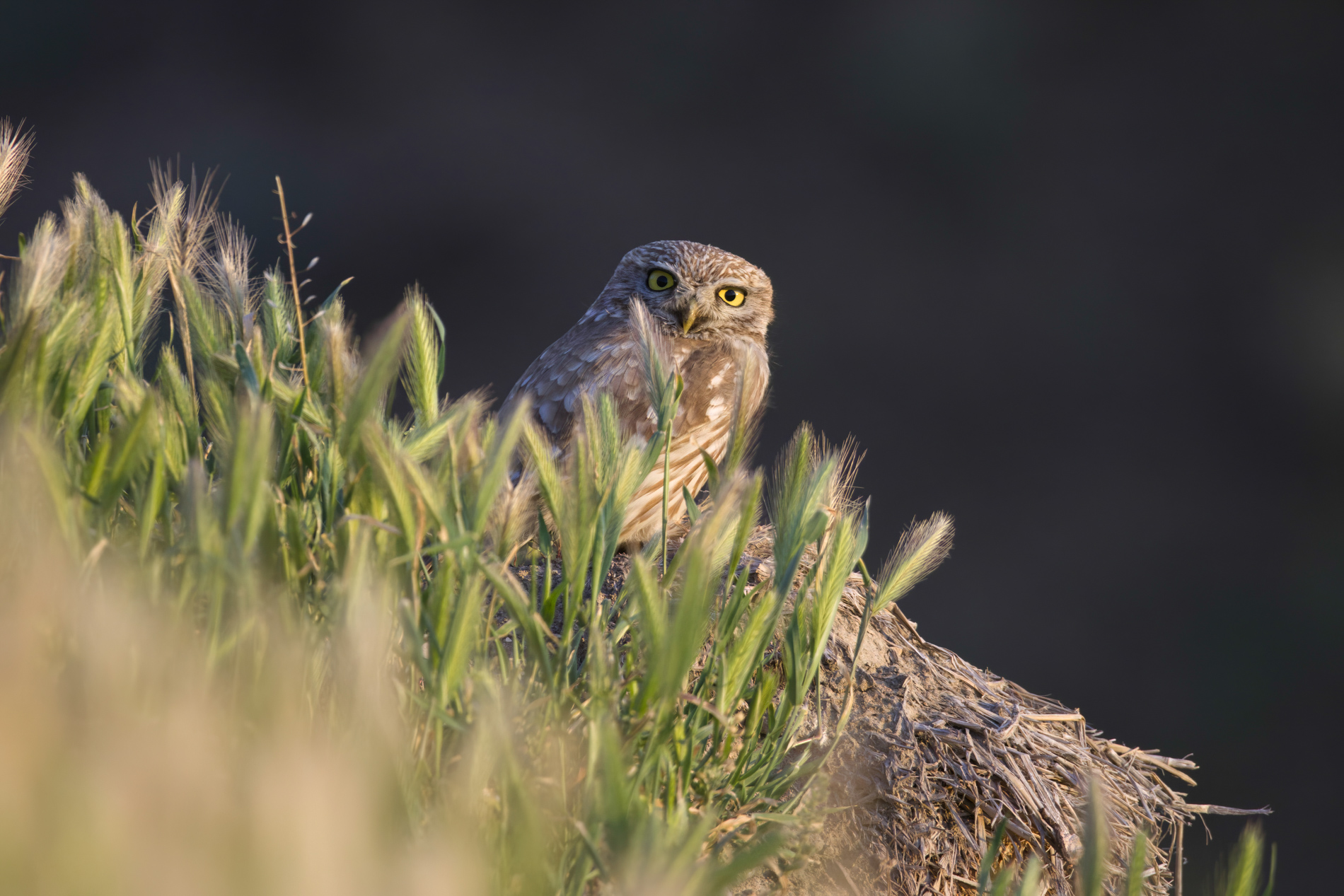 Kukumav » Little Owl » Athene noctua
