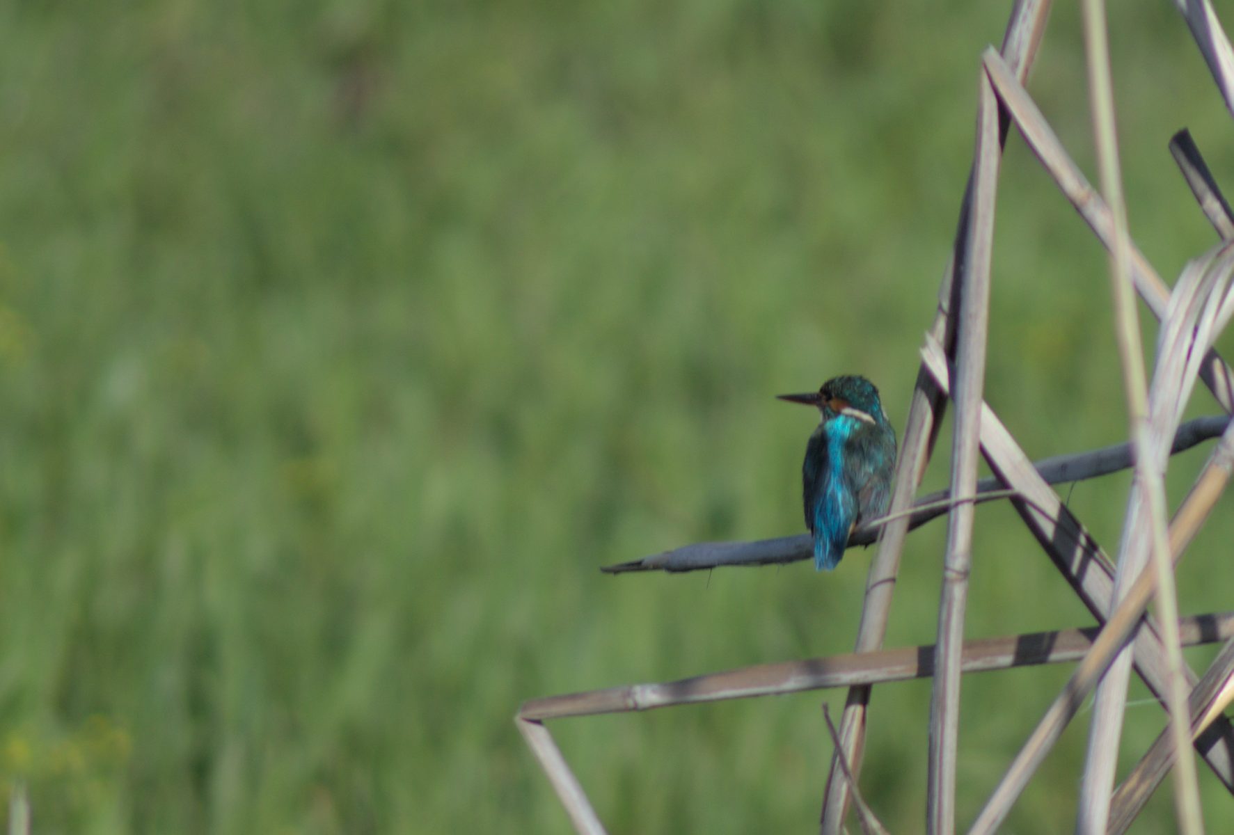 Yalıçapkını » Common Kingfisher » Alcedo atthis