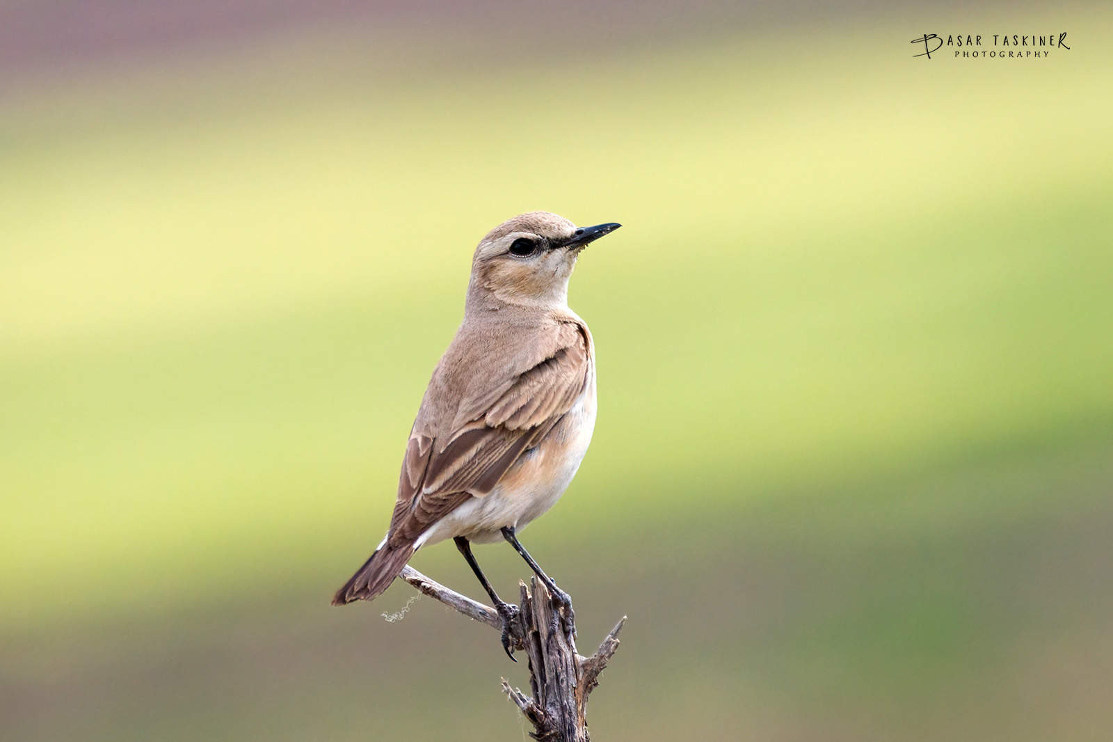 Boz kuyrukkakan » Isabelline Wheatear » Oenanthe isabellina