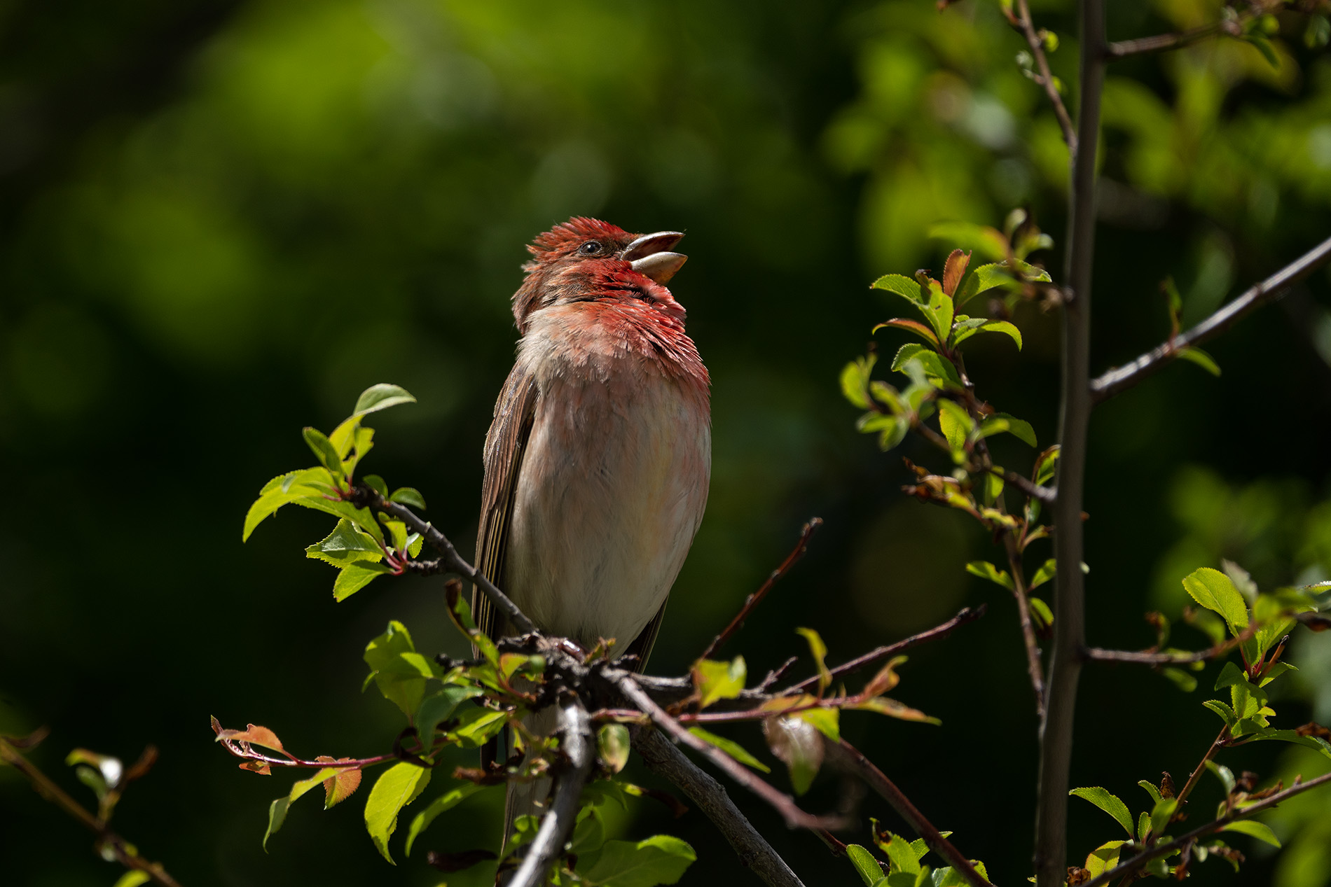 Çütre » Common Rosefinch » Carpodacus erythrinus