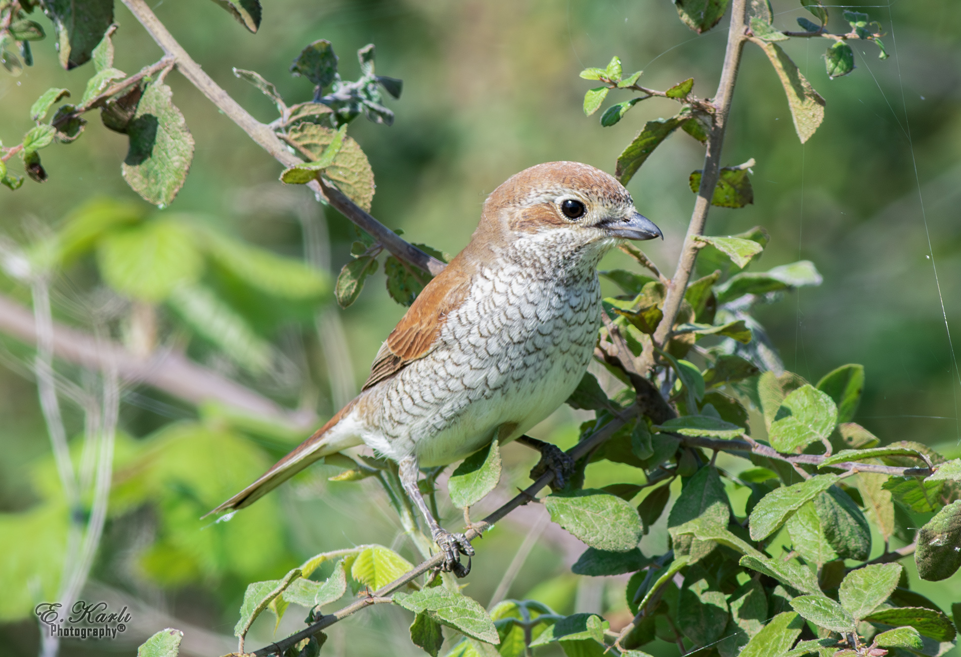 Kızılsırtlı örümcekkuşu » Red-backed Shrike » Lanius collurio