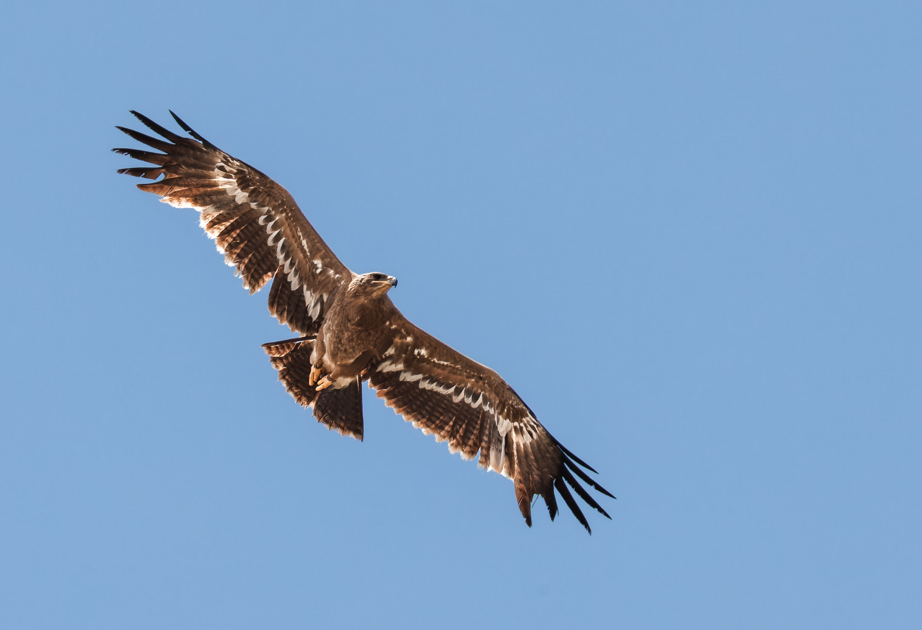 Bozkır kartalı » Steppe Eagle » Aquila nipalensis