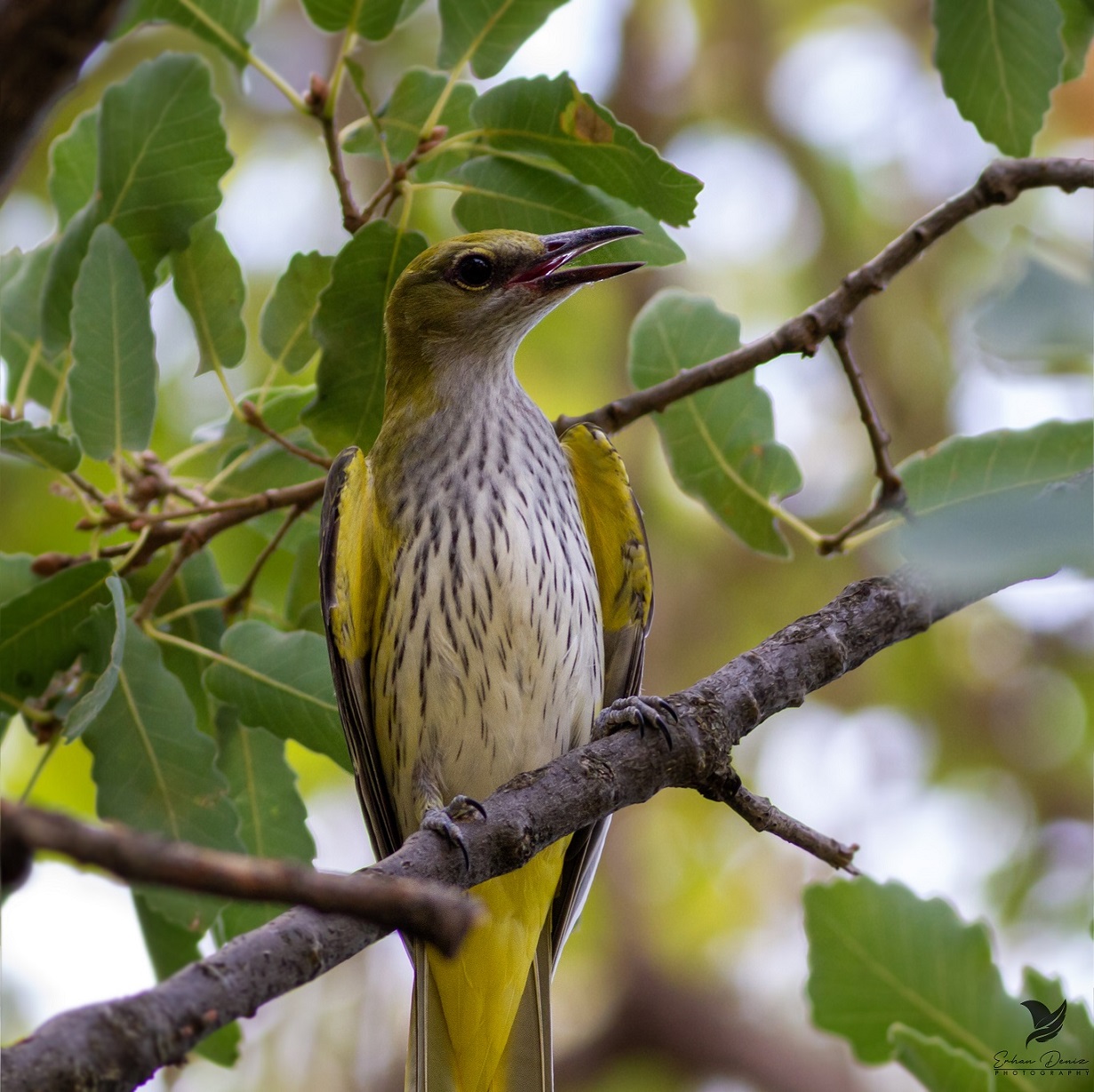 Sarıasma » Eurasian Golden Oriole » Oriolus oriolus