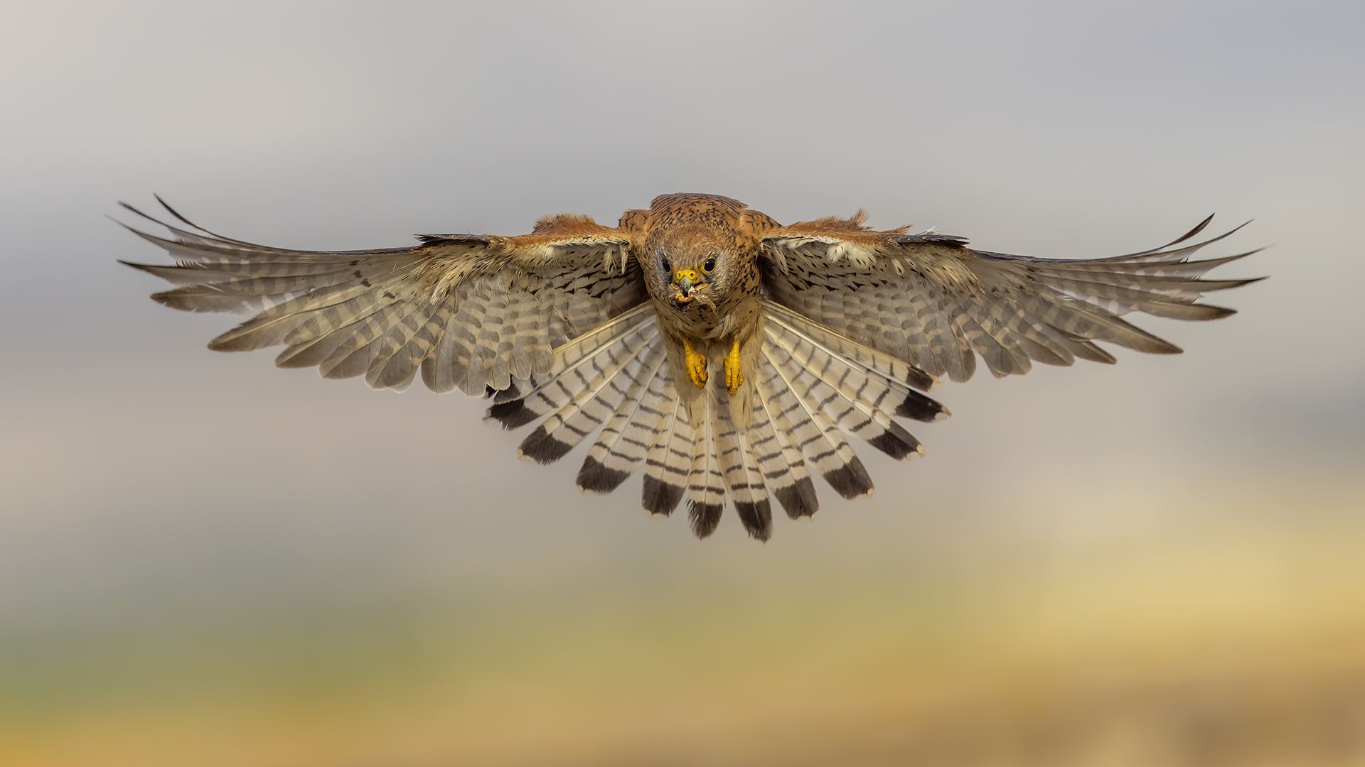 Küçük kerkenez » Lesser Kestrel » Falco naumanni