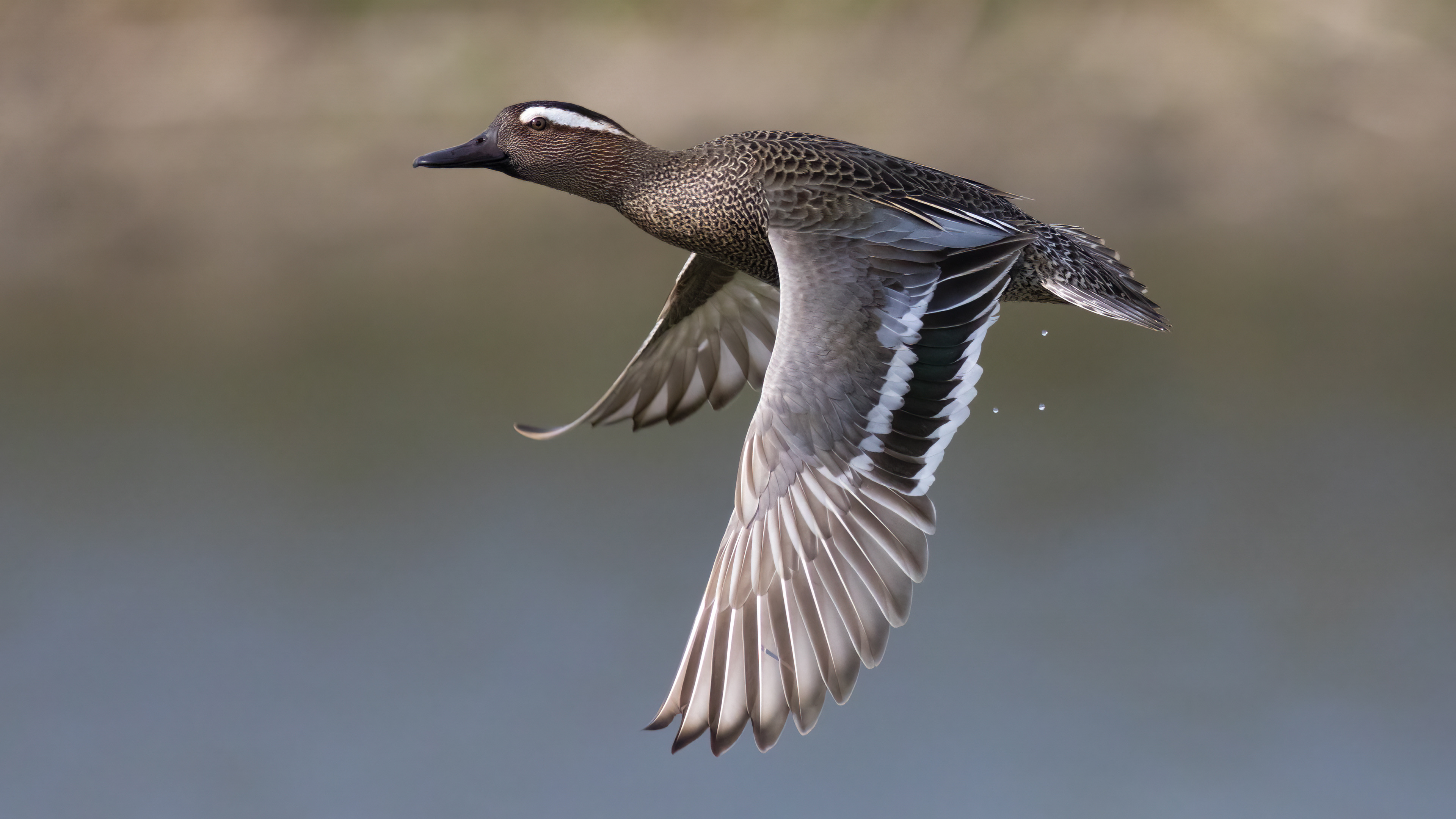 Çıkrıkçın » Garganey » Spatula querquedula