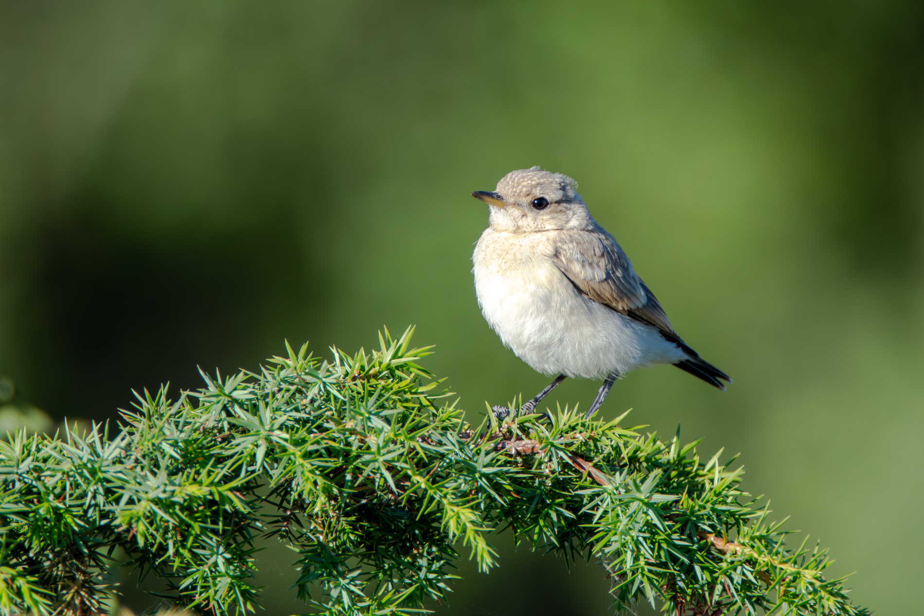 Boz kuyrukkakan » Isabelline Wheatear » Oenanthe isabellina