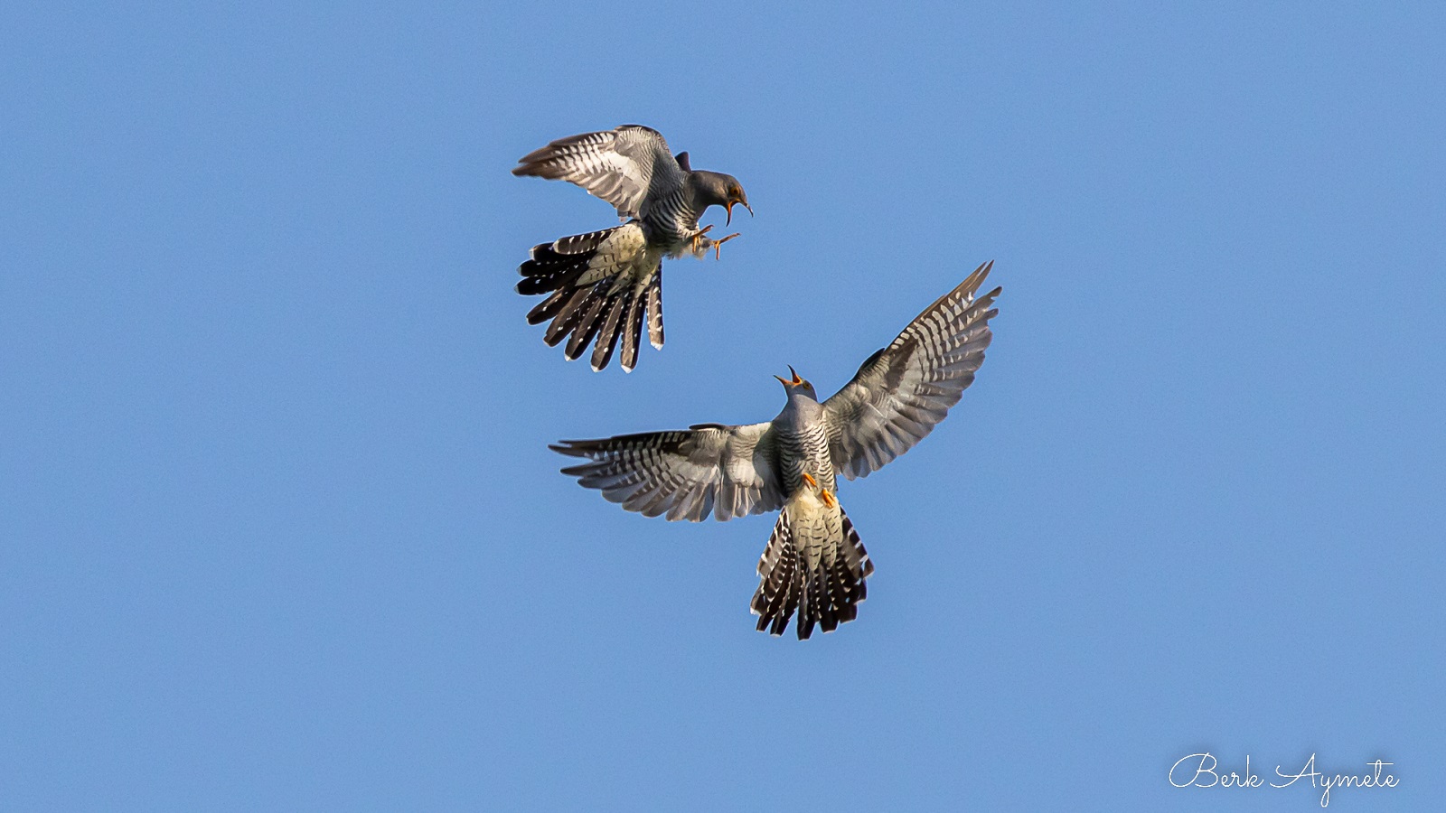 Guguk » Common Cuckoo » Cuculus canorus