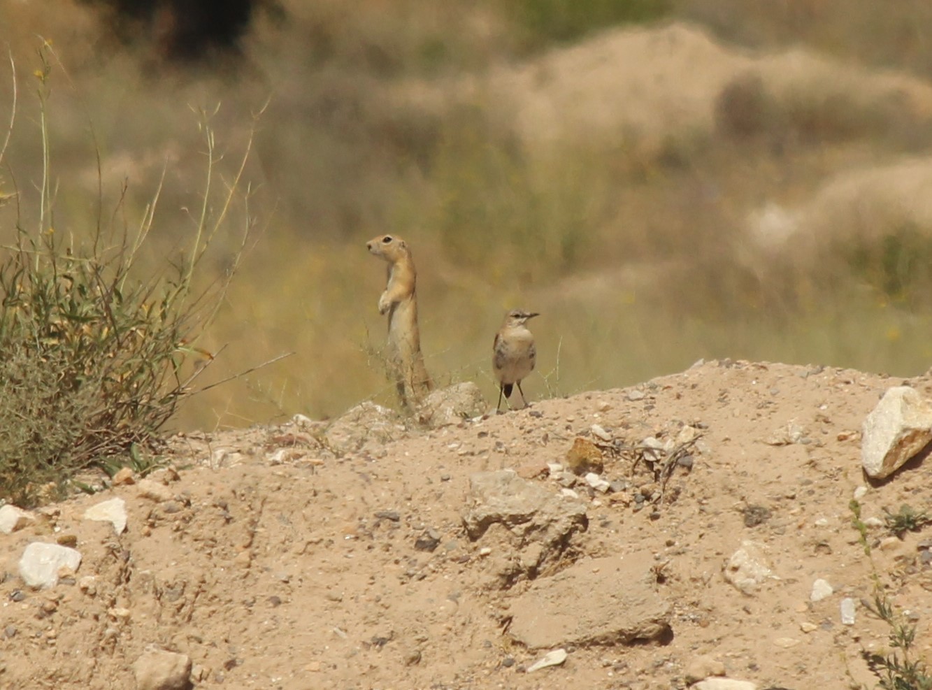 Boz kuyrukkakan » Isabelline Wheatear » Oenanthe isabellina