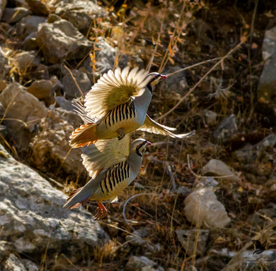 Kınalı keklik » Chukar Partridge » Alectoris chukar