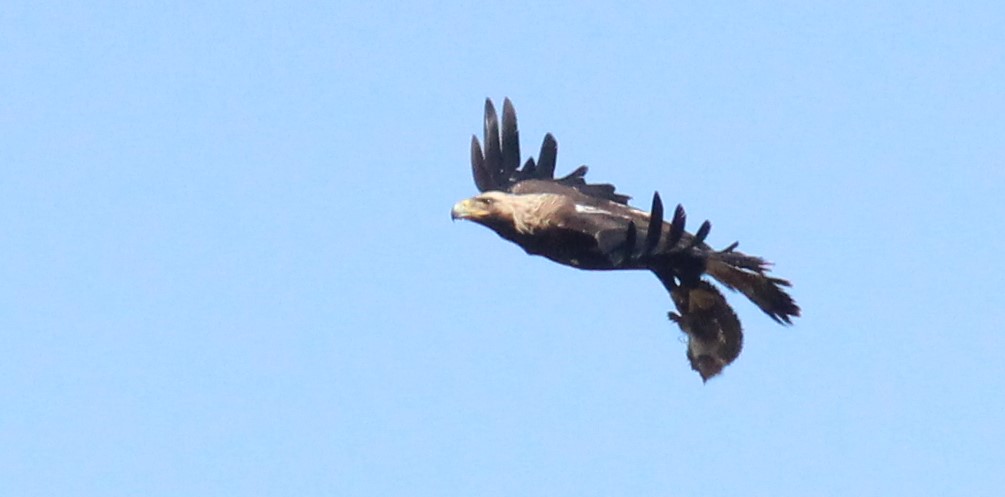 Şah kartal » Eastern Imperial Eagle » Aquila heliaca