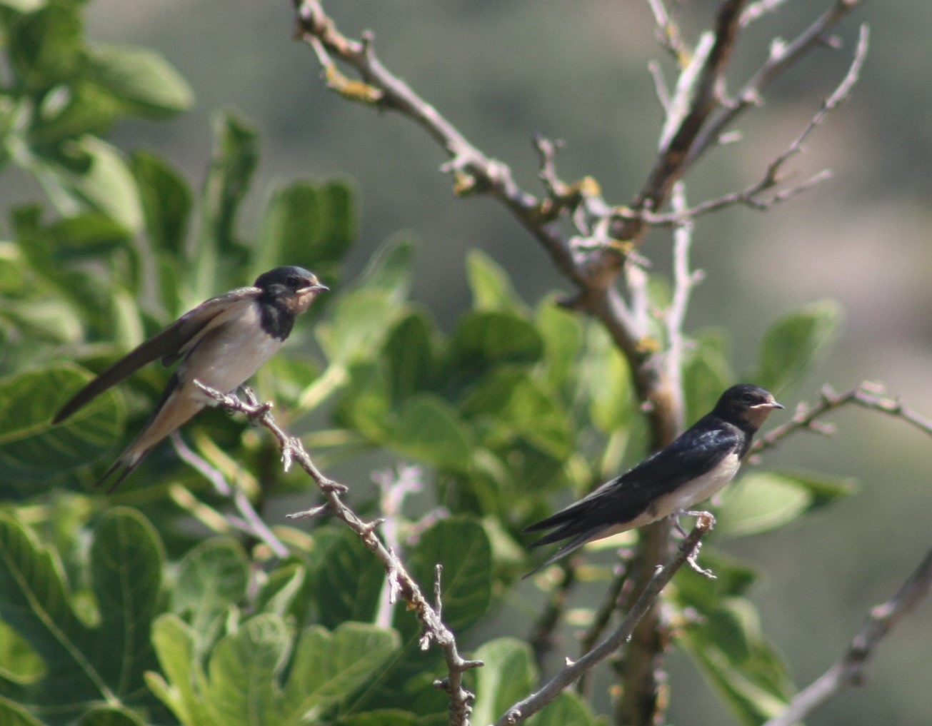 Kır kırlangıcı » Barn Swallow » Hirundo rustica