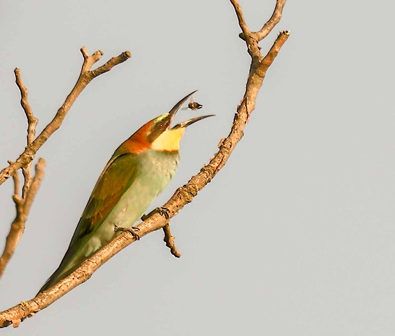 Arıkuşu » European Bee-eater » Merops apiaster
