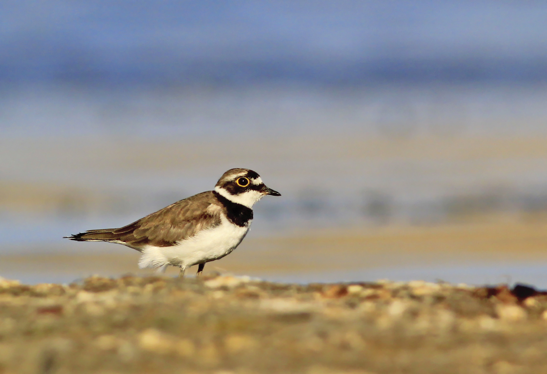 Halkalı küçük cılıbıt » Little Ringed Plover » Charadrius dubius