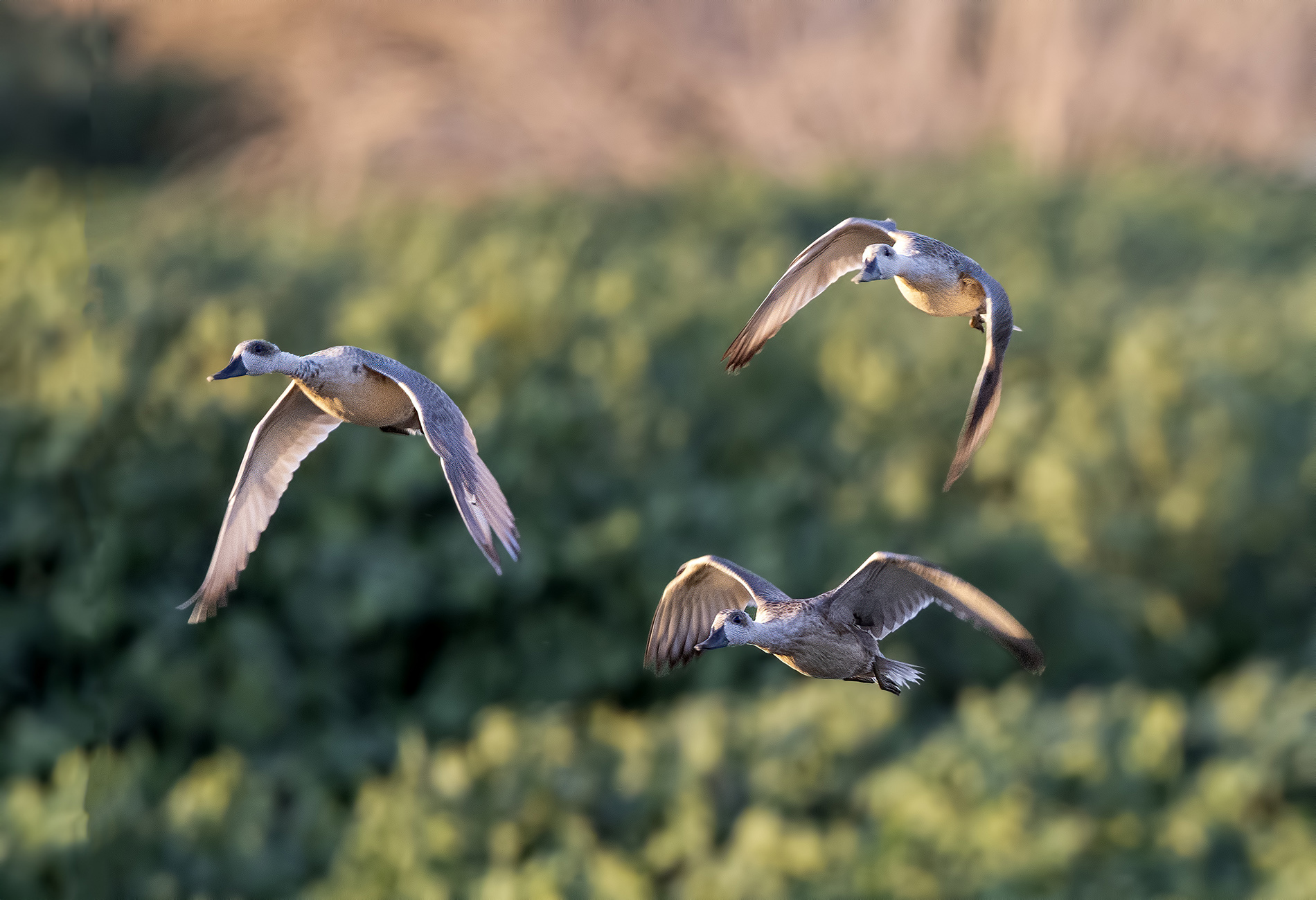 Yaz ördeği » Marbled Duck » Marmaronetta angustirostris