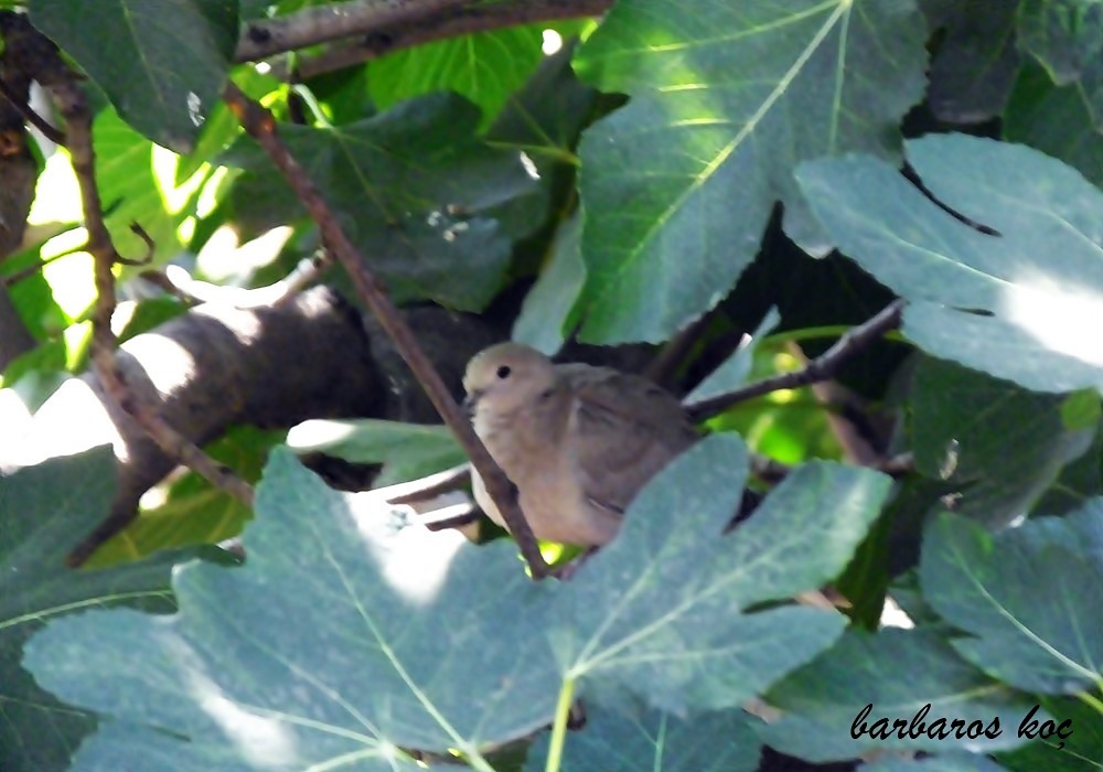 Kumru » Eurasian Collared Dove » Streptopelia decaocto