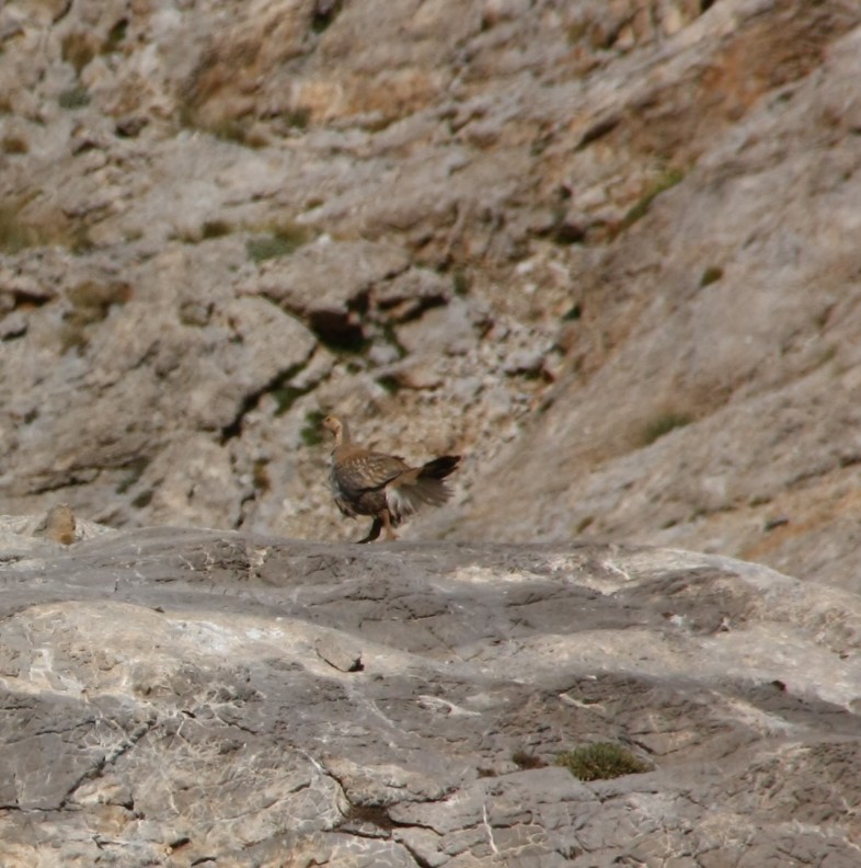 Urkeklik » Caspian Snowcock » Tetraogallus caspius